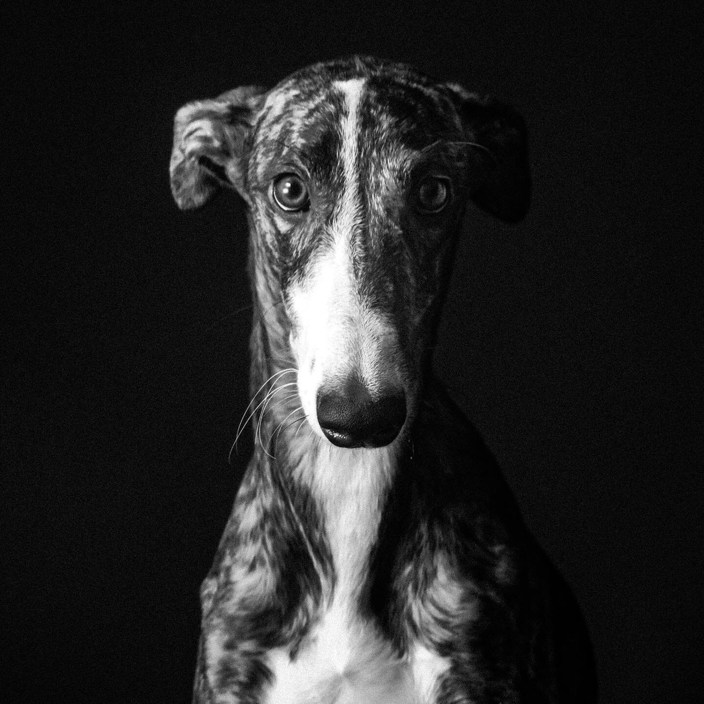 @la.reina.dela.casa mi s&uacute;per modelo que se rob&oacute; mi coraz&oacute;n &hearts;️ 
.
.
.
.
#galgos @galgosdeleon #lovedogs #galgoespa&ntilde;ol #fotoperruna #fotoperro