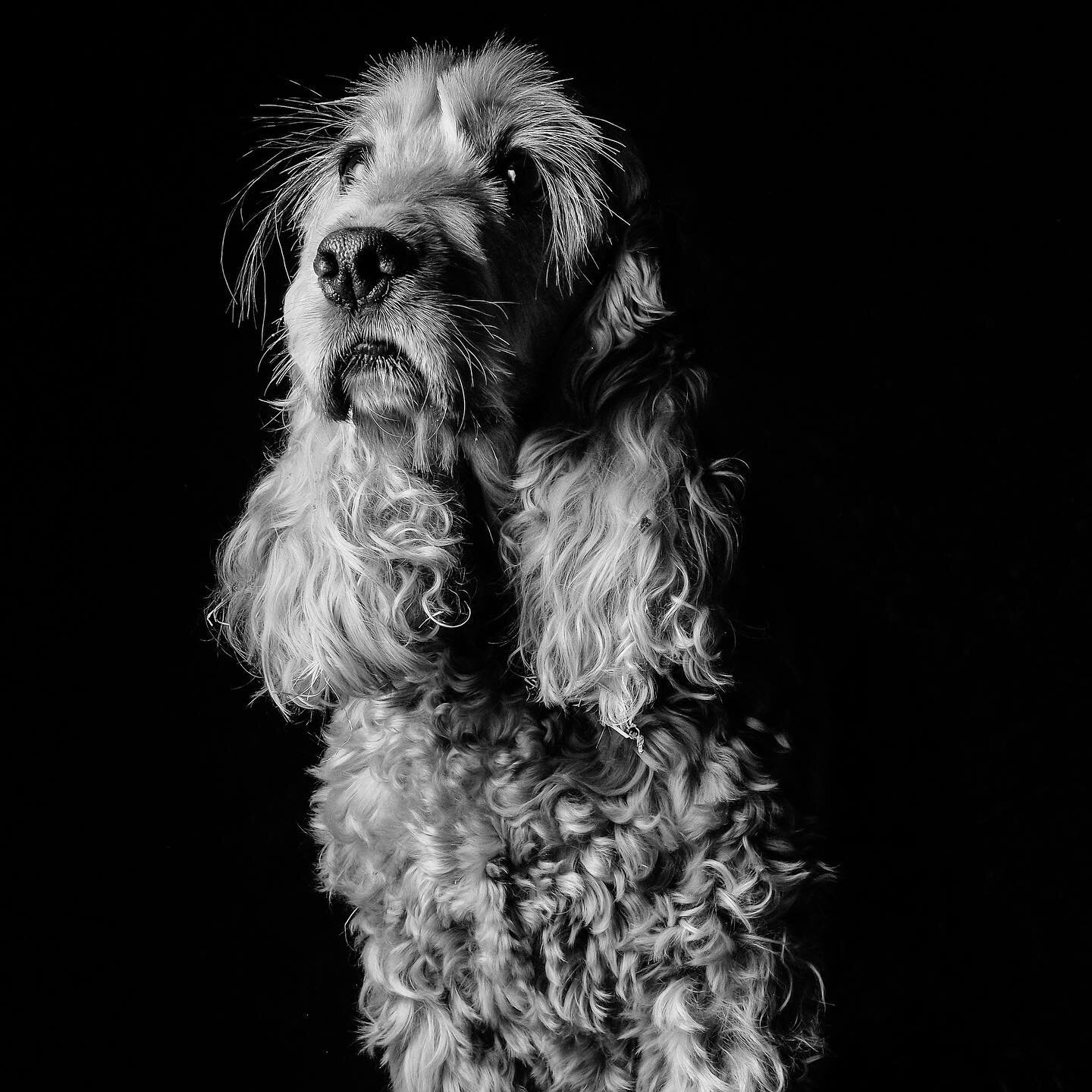 Hippie. Alegre. Fiel. Entregado. 
.
.
.
.
#doglover #perros #retratoperro #fotografoperros #fotografoleon
