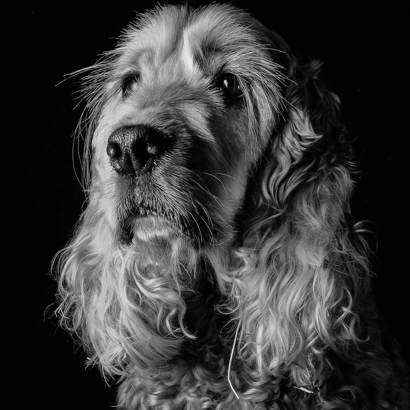 Eternos fieles compa&ntilde;eros. 
.
.
.
.
#doglover #amorperro #fotoperro #mascotas