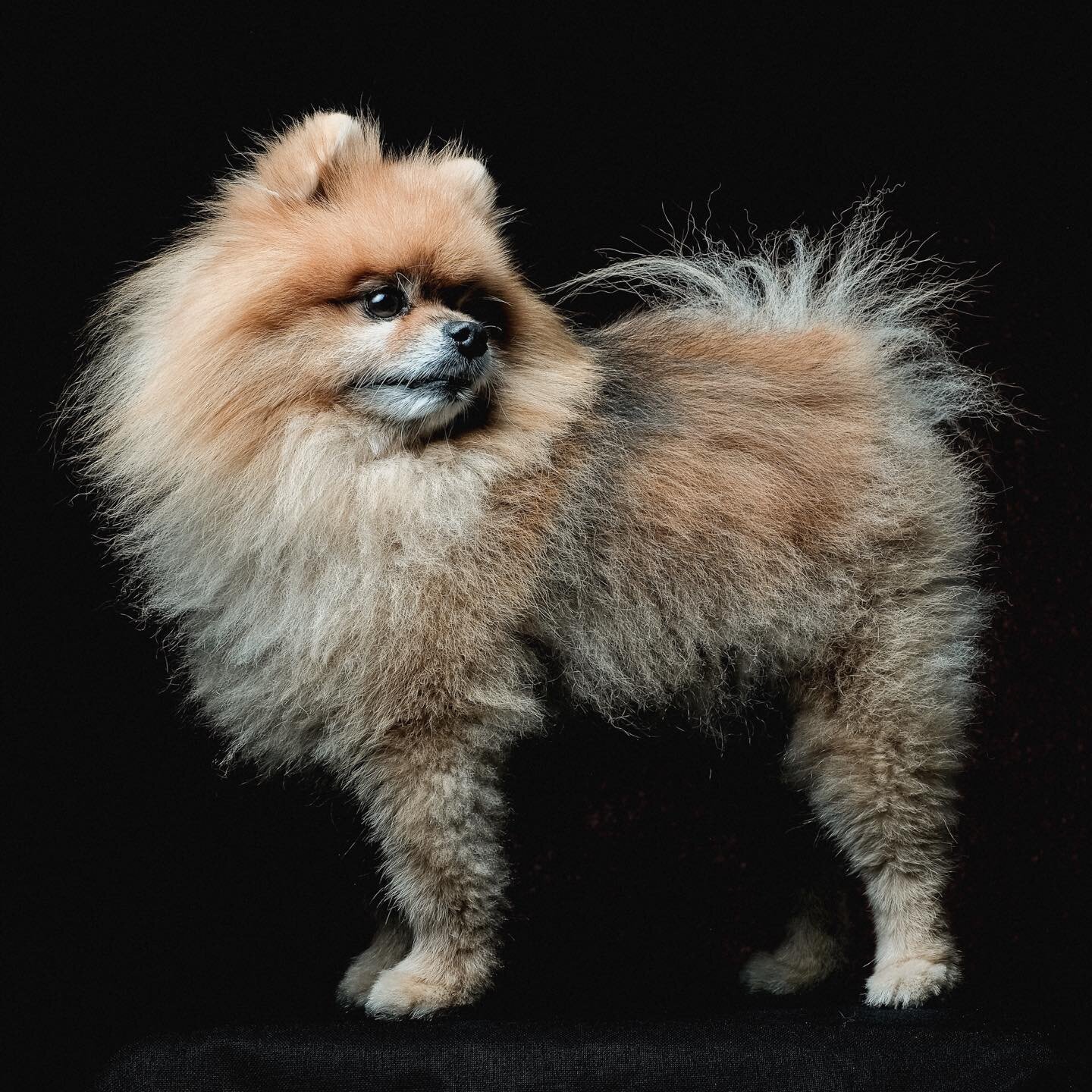 The elegant Sherwood. 
.
.
.
.
#elegantdog #dogfrance #dogphotographer #petphotographer