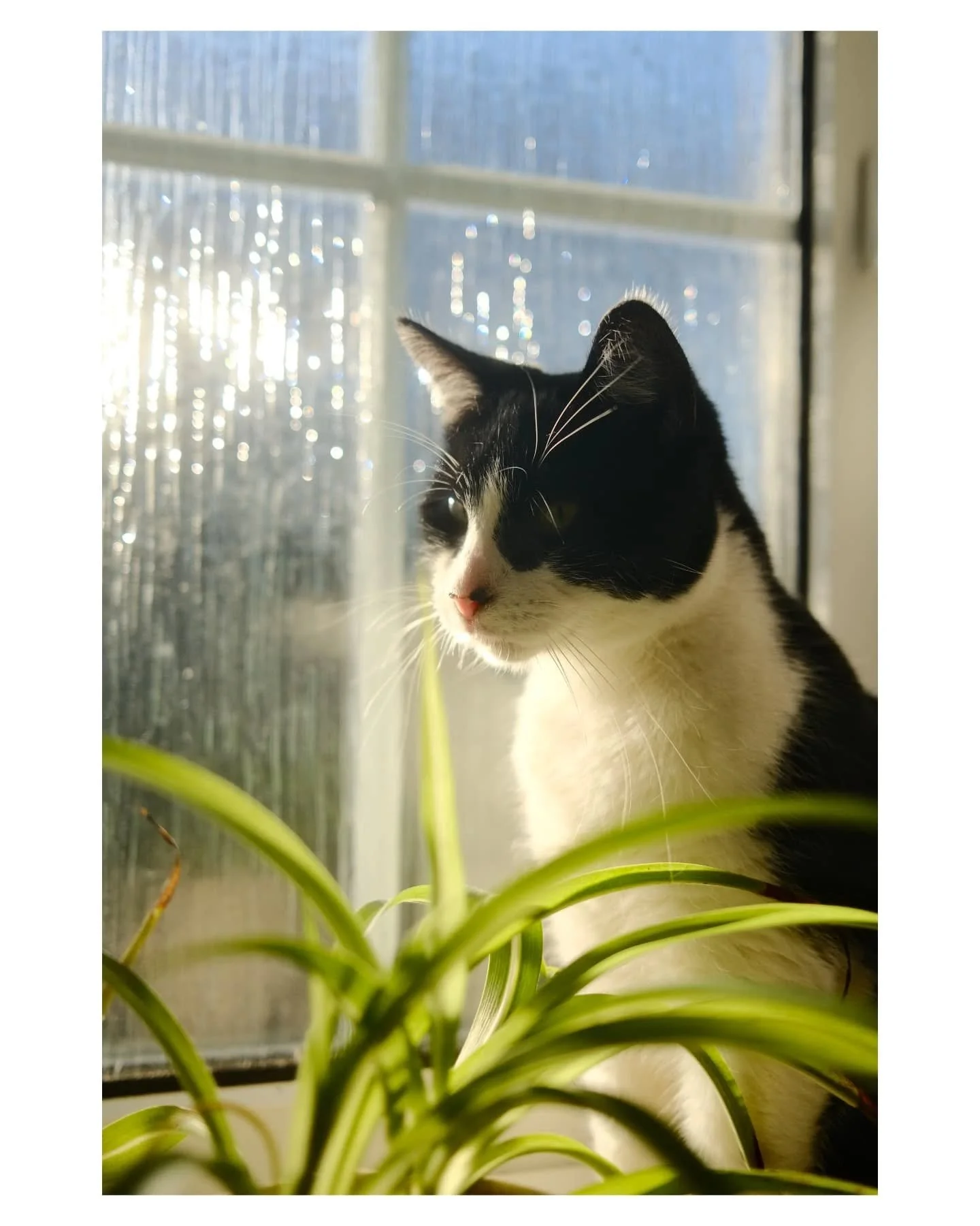 Handsome kitty catching the morning sun through the bathroom window.

He then starting eating the plant.

And screamed at me as I left after brushing my teeth.

#fujix100v #cat