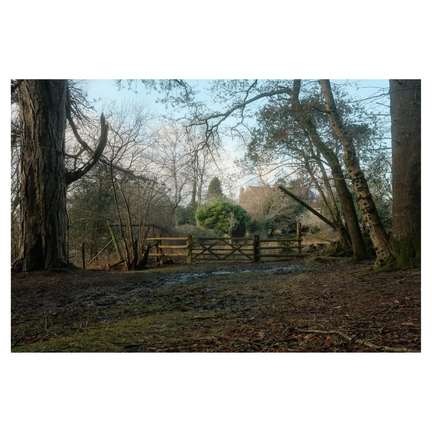 This year we're going to try and walk every New Forest trail, starting with Bolderwood Radnor ✅ 

#newforest #walk #nature #fuji #fujix100v