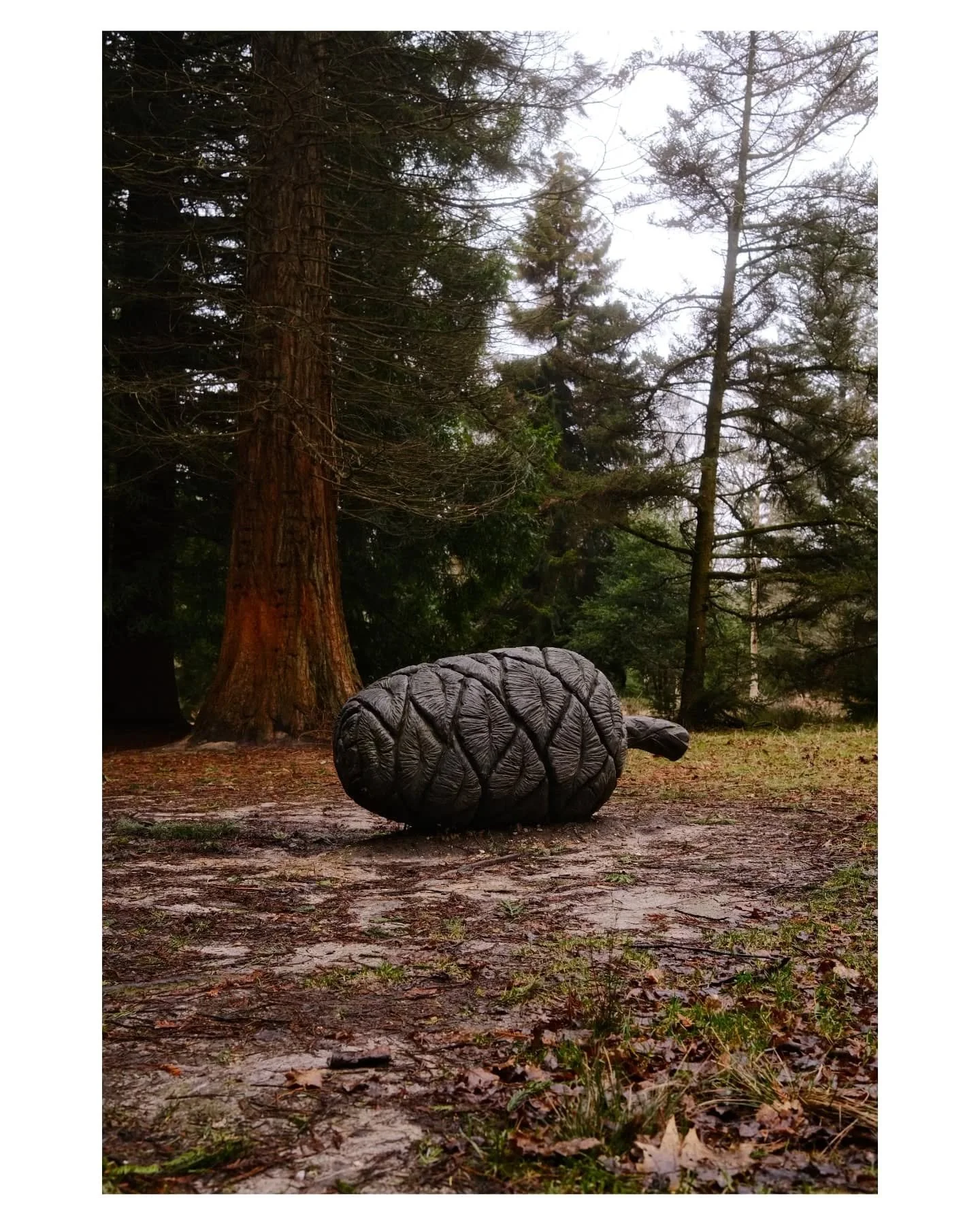 New Forest Walks 3 &amp; 4, Blackwater Arboretum and the Tall Trees Trail 🌲. This walk featured the two biggest trees in the entire New Forest, which are two Giant Sequoias.

#fujix100v #newforest