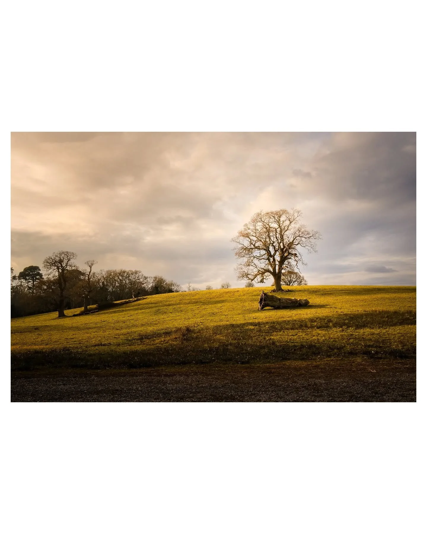Burley Manor, New Forest

#fujix100v #newforest #burley