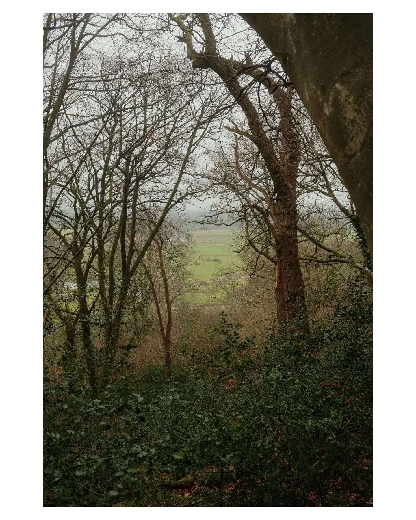 New Forest walk #2 ✅ 
📍Frankenberry Hill Fort
#fuji #fujix100v #newforest