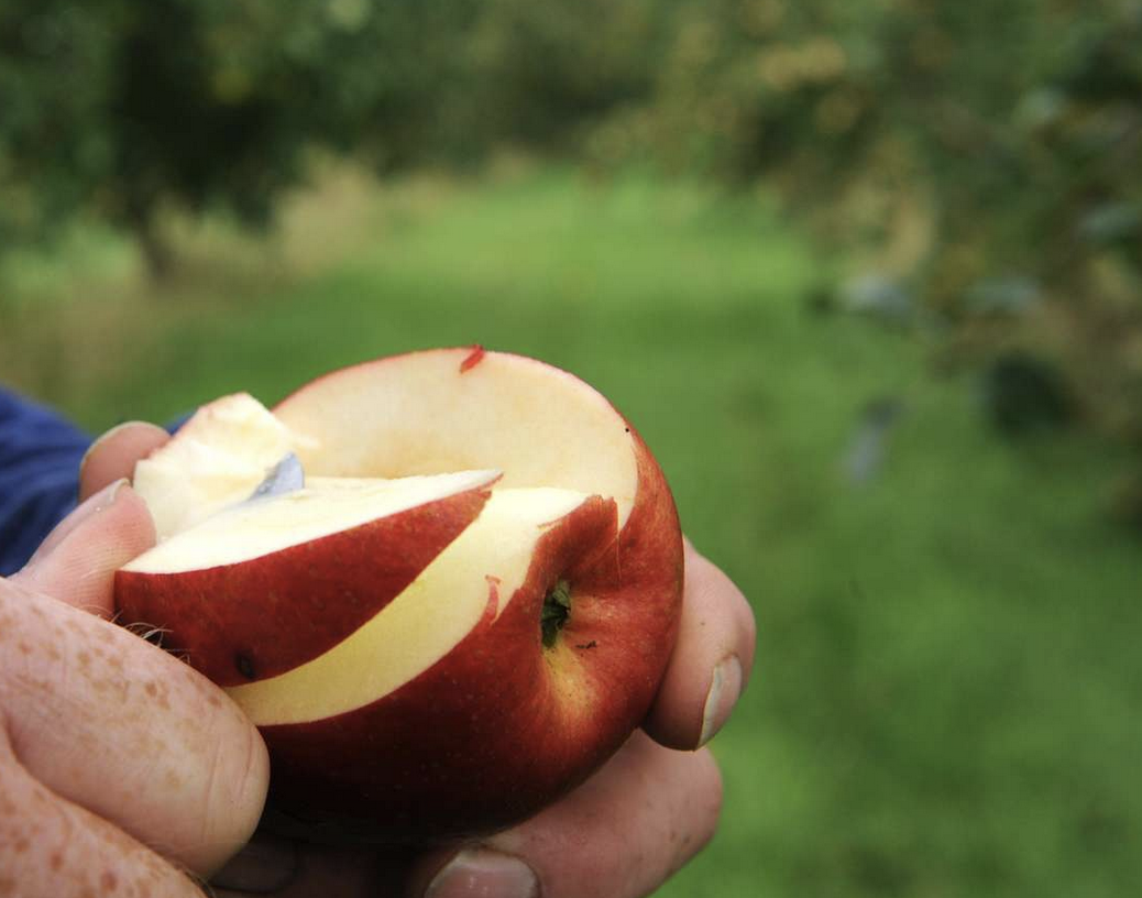 1.6 % von 1/32 Apfelschale