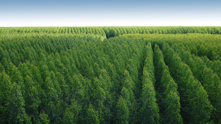 Produção de eucaliptos, Minas Gerais