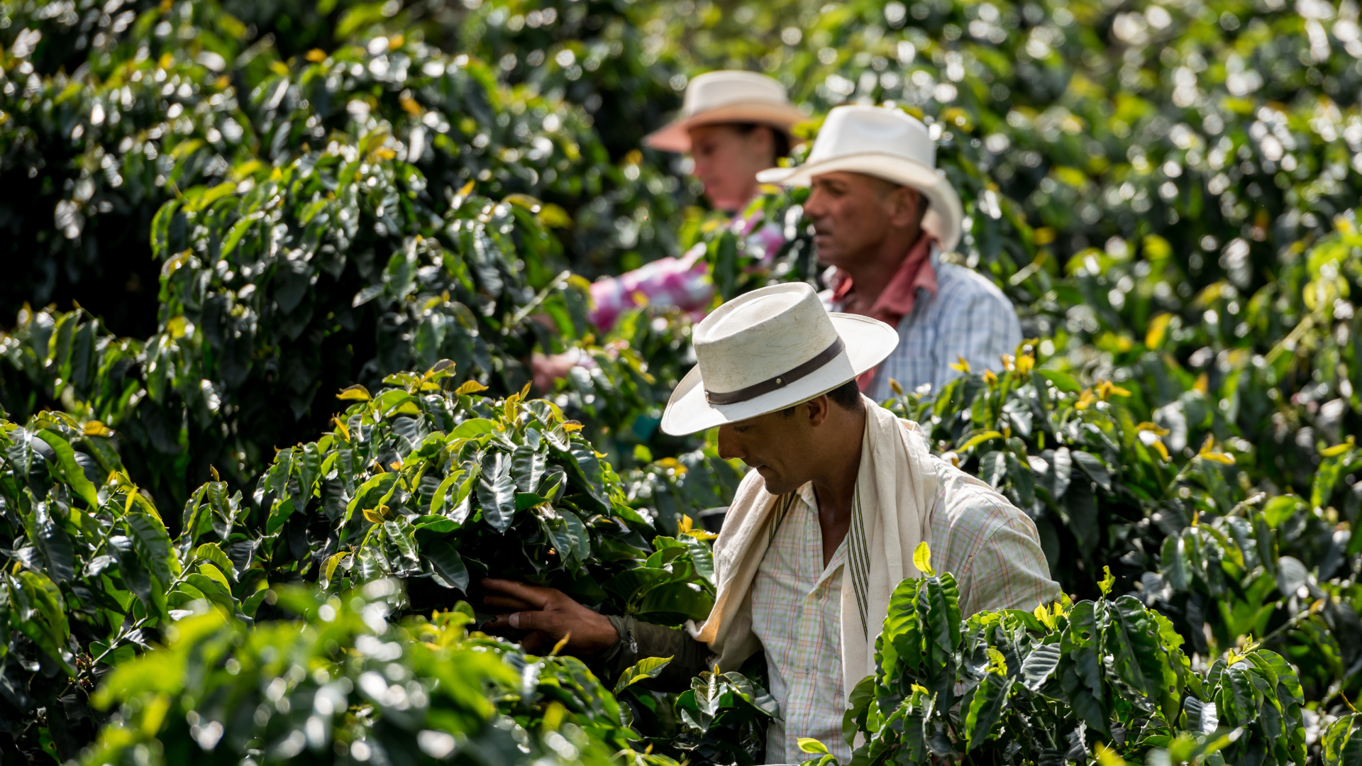 From Farm To Cup - The Story of Our Coffee.