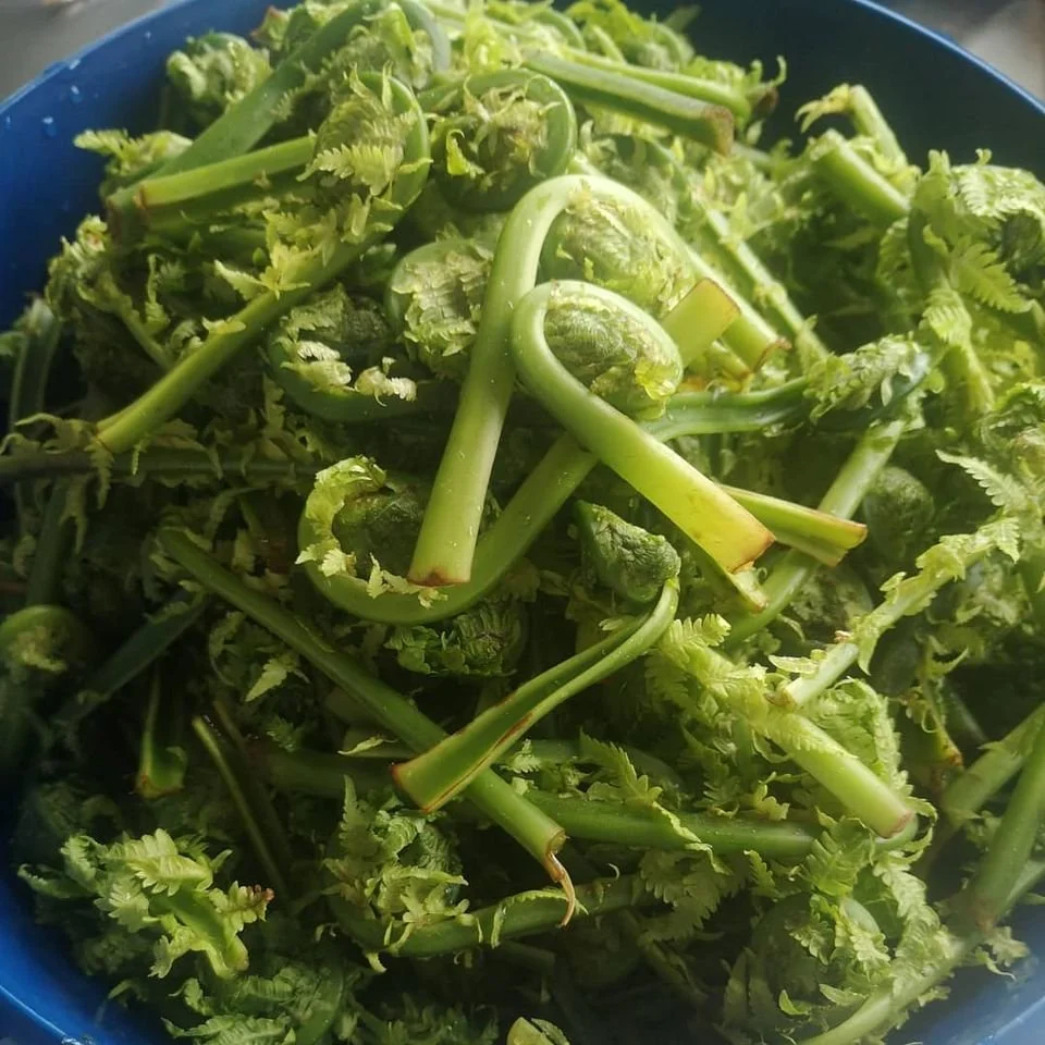 forvellet strutseving.jpg