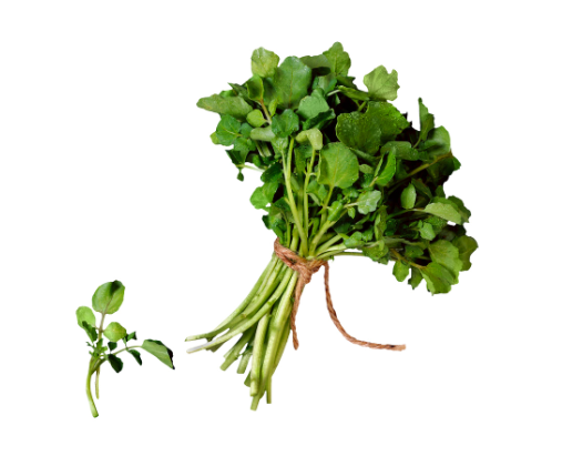 watercress.png