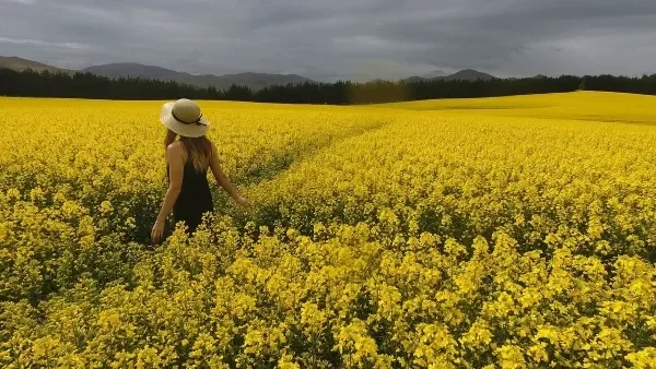 Woman standing in large field of yellow flowers