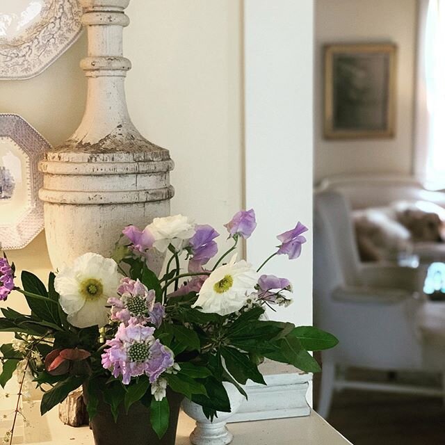 Lovely spring bouquet from @foragedfloralcc .Poppies &amp; sweet peas,my favorites.Thank you for this beautiful surprise.Teddy in the background. #lilacscapecod #capecodgoldens