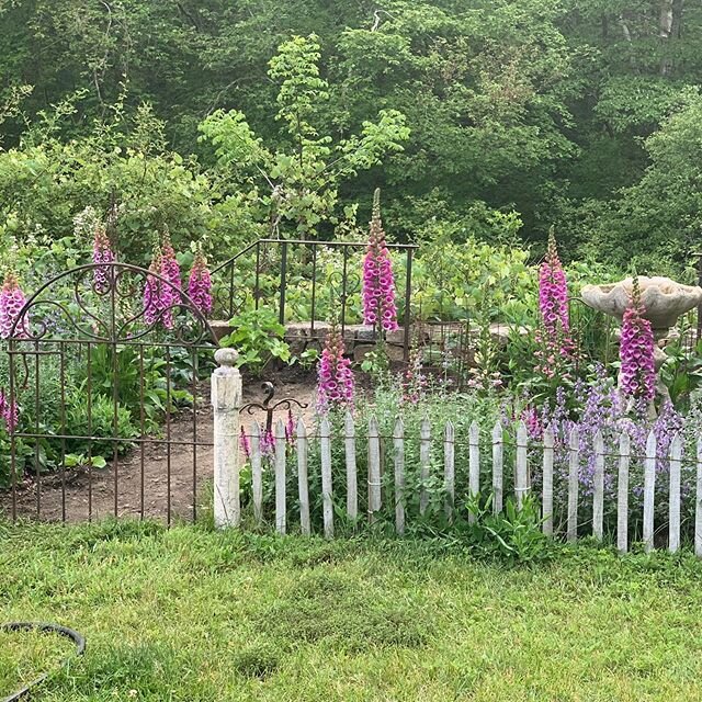 Thankful for this time to spend in the garden. It was my inspiration in creating&ldquo;Lilacs&rdquo; 20+ years ago.
#capecodgarden #capecodweddings #peaceful #lilacscapecod
