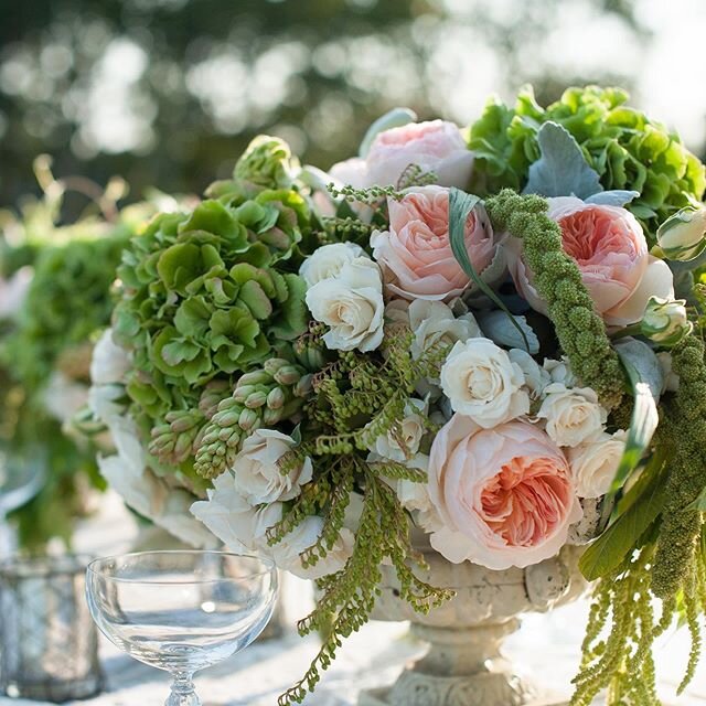 Juliet garden rose holds court with an abundance of textural greens &amp; vintage urn. #vintagefloraldesign #lilacscapecod #capecodtentedwedding