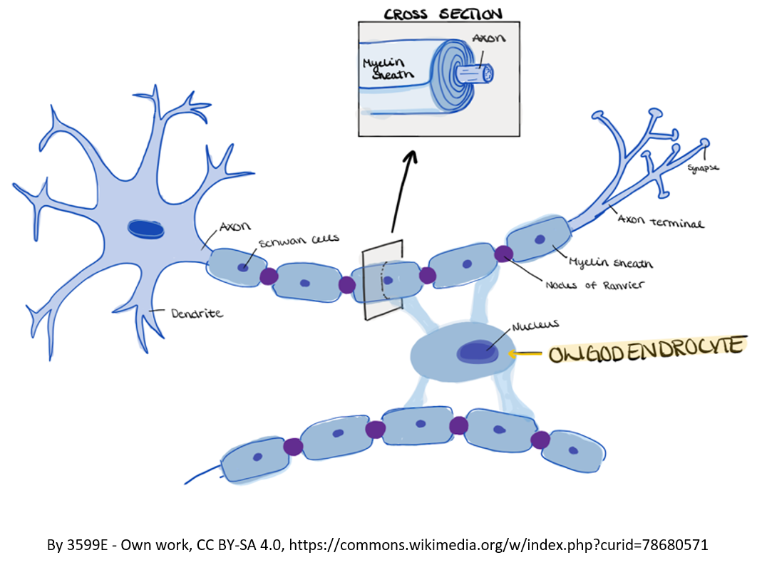 Figure 1. Myelin is produced by cells in the brain called oligodendrocytes that myelinate the axons, which are projections of nerve cells. The cell membrane on the outside of an oligodendrocyte wraps around the axons of several nerve cells. Cell membranes of other oligodendrocytes also wrap the axon until there are sheaths of myelin covering the axons of each nerve cell. The myelin sheaths provides insulation for axons so that nerve impulses can be transmitted rapidly from neuron to neuron without leaking out. This is similar to how we use insulation on electric cords.