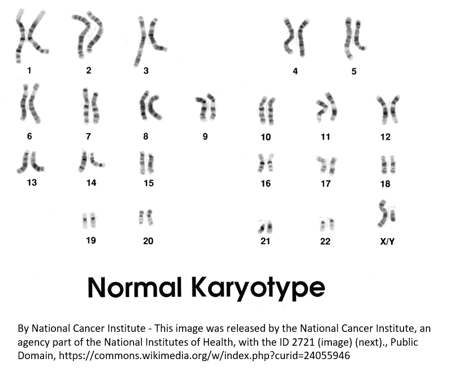 Figure 2. The karyotype of a normal person. The karyotype with chromosomes grouped by size shows that humans normally have 23 pairs of chromosomes. One chromosome of each pair came from the person’s mother and the other from his/her father. This is the karyotype of a male as there is an X and a Y.