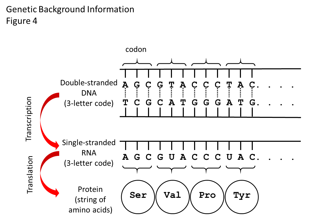 Figure 4. How the genetic code works. There is a flow of information from DNA to RNA to protein. The double helix of the DNA shown in this diagram is stretched out flat. Between the two strands of the double helix are the bases that make the 3-letter words (codons) of the genetic code. There are four bases: adenine (A), thymidine (T), cytosine (C), and guanine (G). The bases on the top strand are complementary to the bases on the bottom strand. A on one strand always pairs with T on the other, and C always pairs with G. The bases on one strand are weakly bonded to the bases on the other strand (shown by dashed lines), so that the strands of DNA can be zipped apart and the cellular machine that “reads” the DNA code and makes the RNA strand can get to the strand that gets copied. The RNA strand will have the same code as the DNA, except that it uses the base called uracil (U) instead of T. Another cellular machine then “reads” the RNA three-letter words one codon at the time and adds the specified amino acids one at the time to the growing protein. The dots mean “and so on,” as the code goes on to make a protein with many amino acids, while only 4 are shown here.