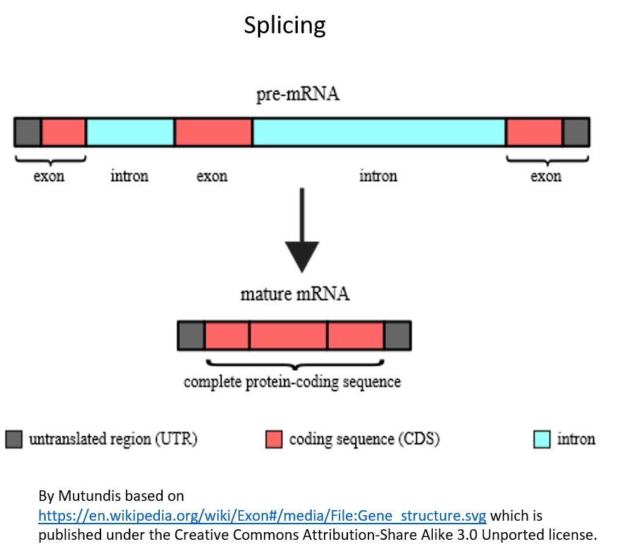 Figure 5. Splicing of the RNA. Splicing must occur so that only the expressed parts of the RNA (those that code for the protein) remain in the RNA. The introns (shown in blue) are spliced out and the exons (the parts that codes for the protein, shown in red) will remain.