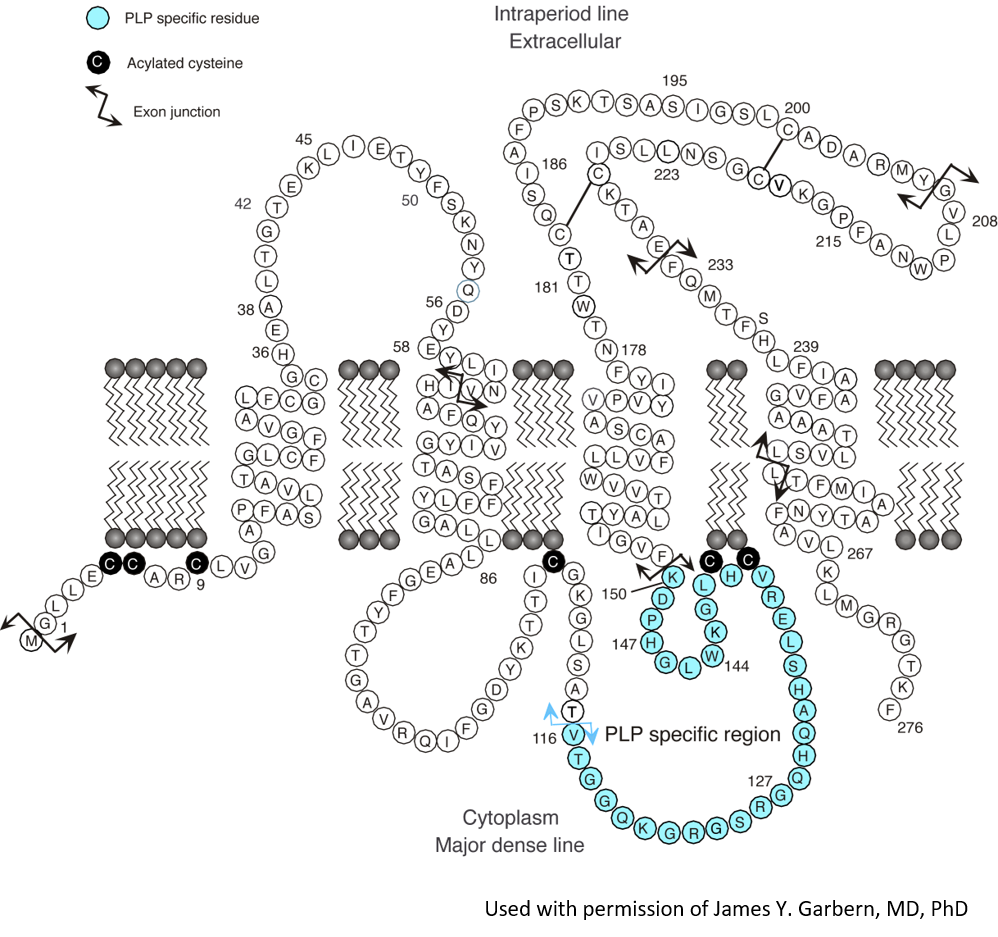 Figure 2. PLP protein sits in the cell membrane of oligodendrocytes. Like all other proteins, PLP is made of a string of amino acids. Each circle in the diagram with a letter inside represents an amino acid in the string that makes up the PLP protein. The one-letter abbreviations for amino acids are used here. M is for the first amino acid methionine; G is for glycine; L is for leucine; and another L for the next amino acid which is another leucine, etc. There is also a 3-letter abbreviation for each amino acid. There are 20 different amino acids. The dark circles with zig-zag lines represent the lipid bilayer that makes up the cell membrane. The amino acids that run through the lipid bilayer are in the oligodendrocyte cell membrane. Those that are above it are on the outside of the cell membrane, and those that are below it are on the inside of the cell in the cytoplasm, the substance that fills cells.