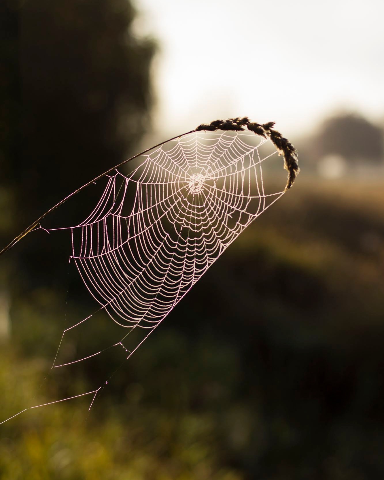 Morning cobwebs-1.jpg