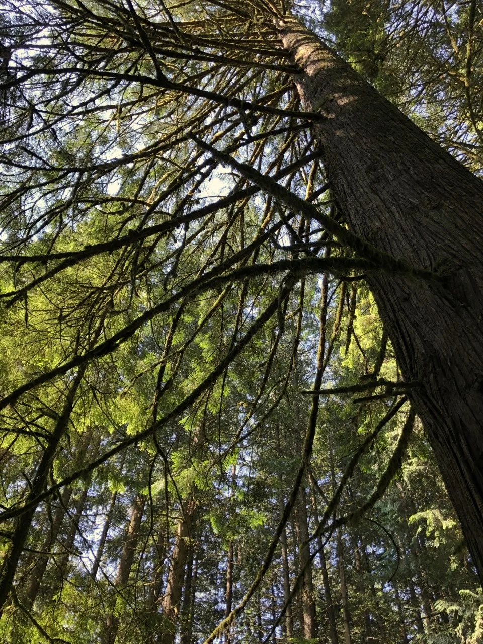 nature2.jpg