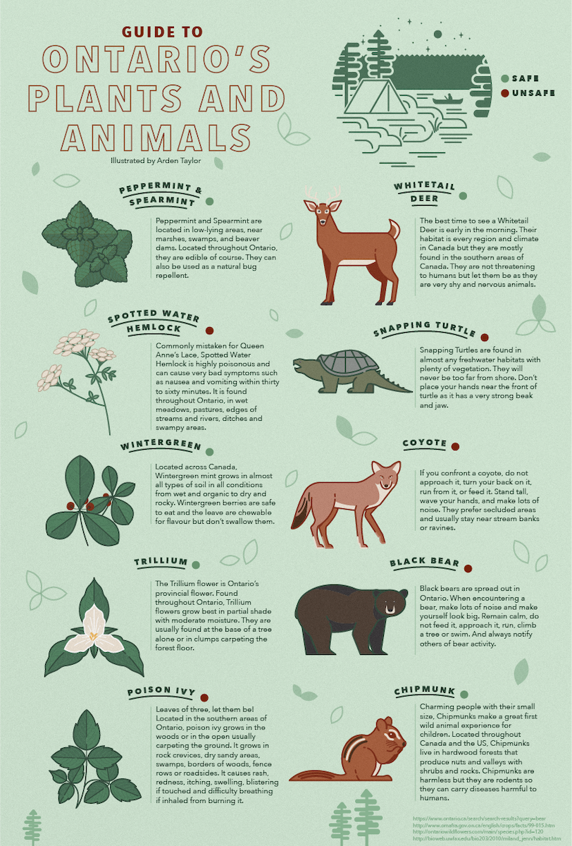 Plants & Animals-01.png