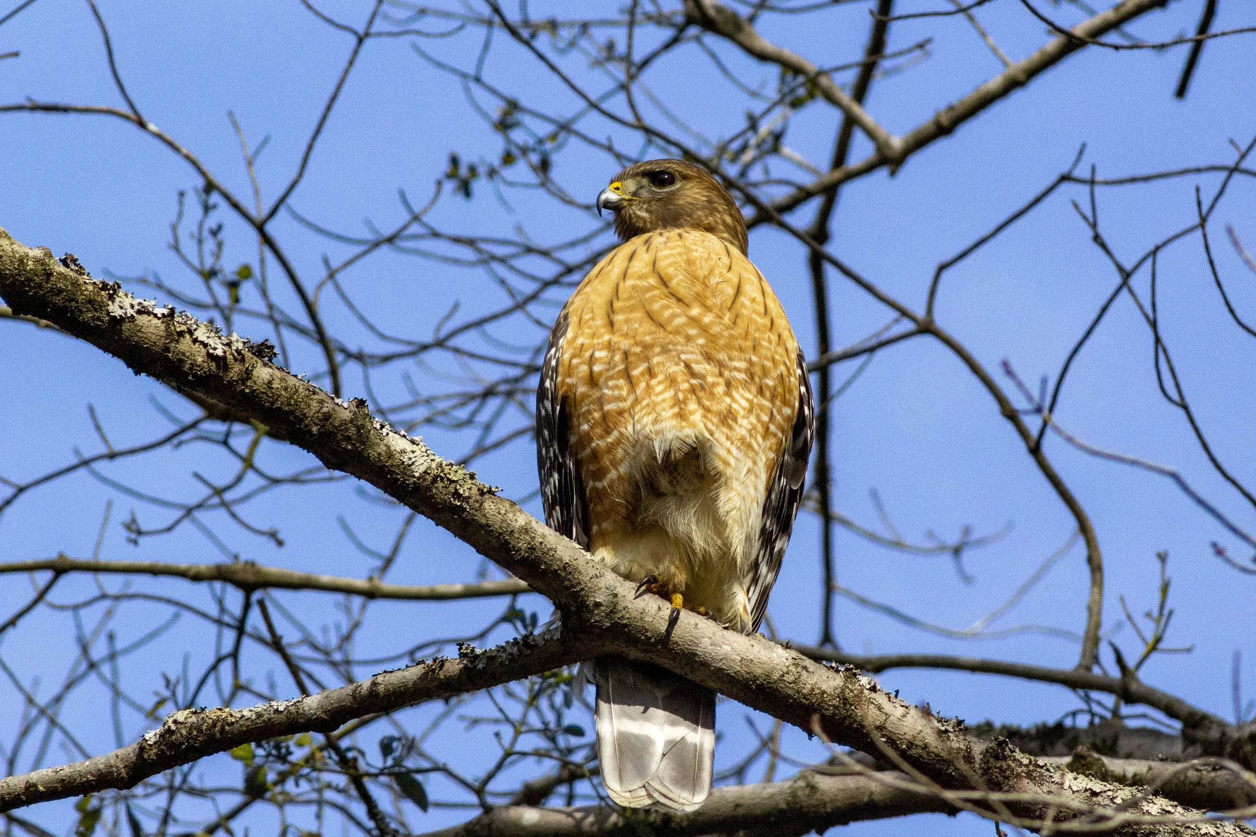 Red-Shouldered Hawk