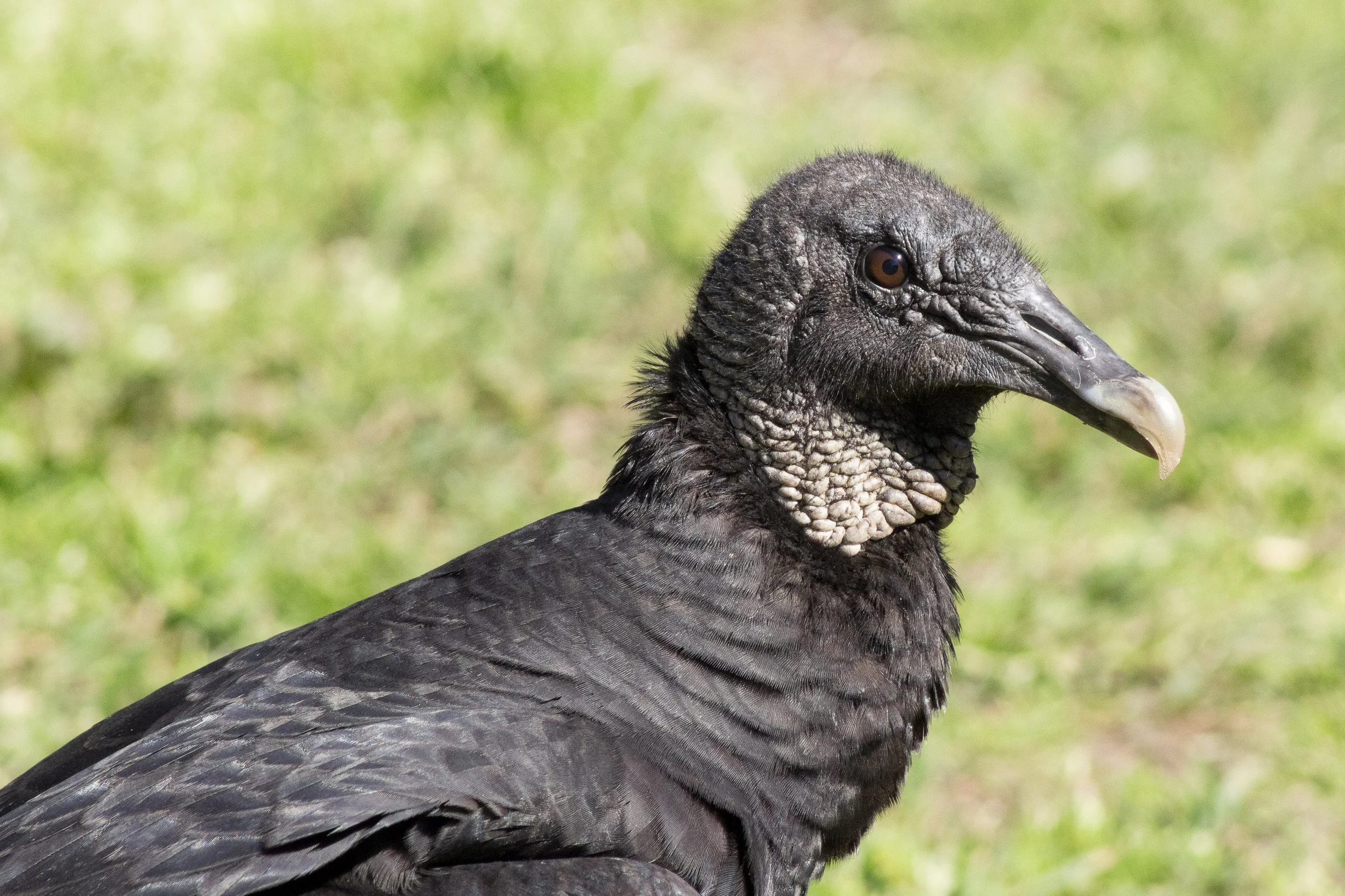 Black Vulture
