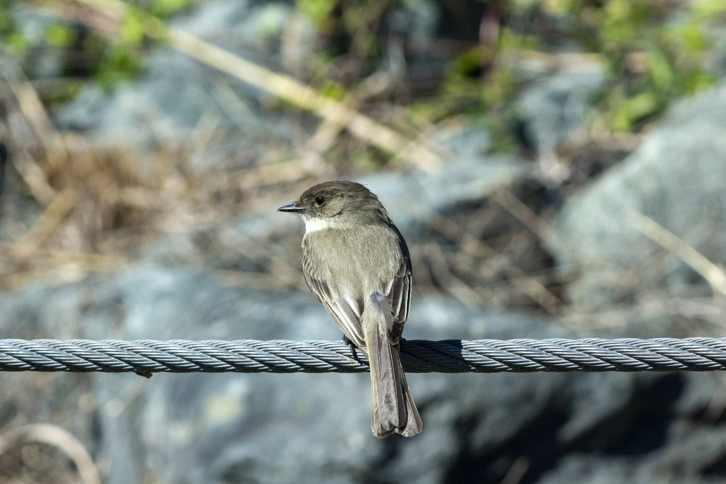 Eastern Phoebe