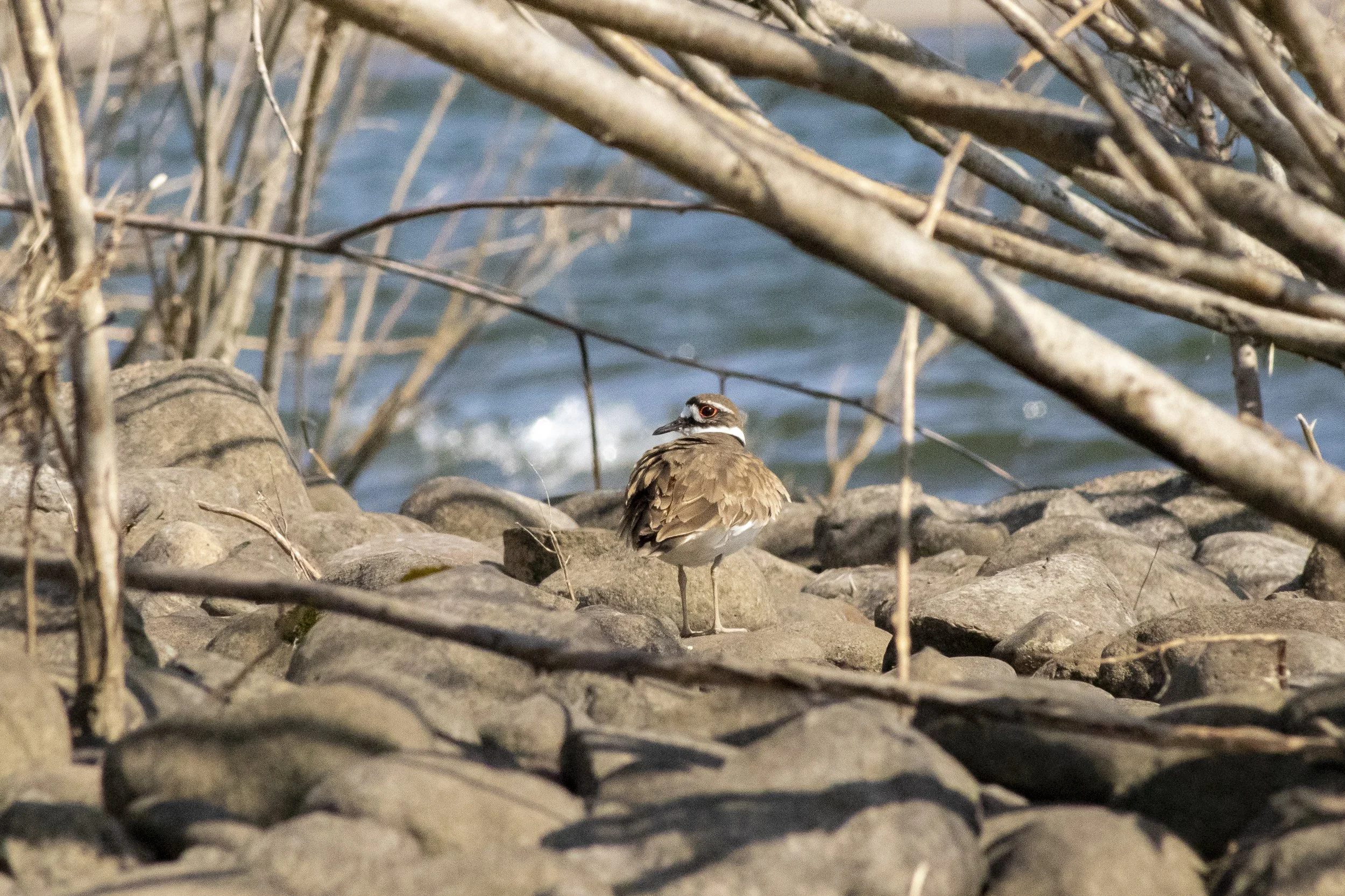 Killdeer