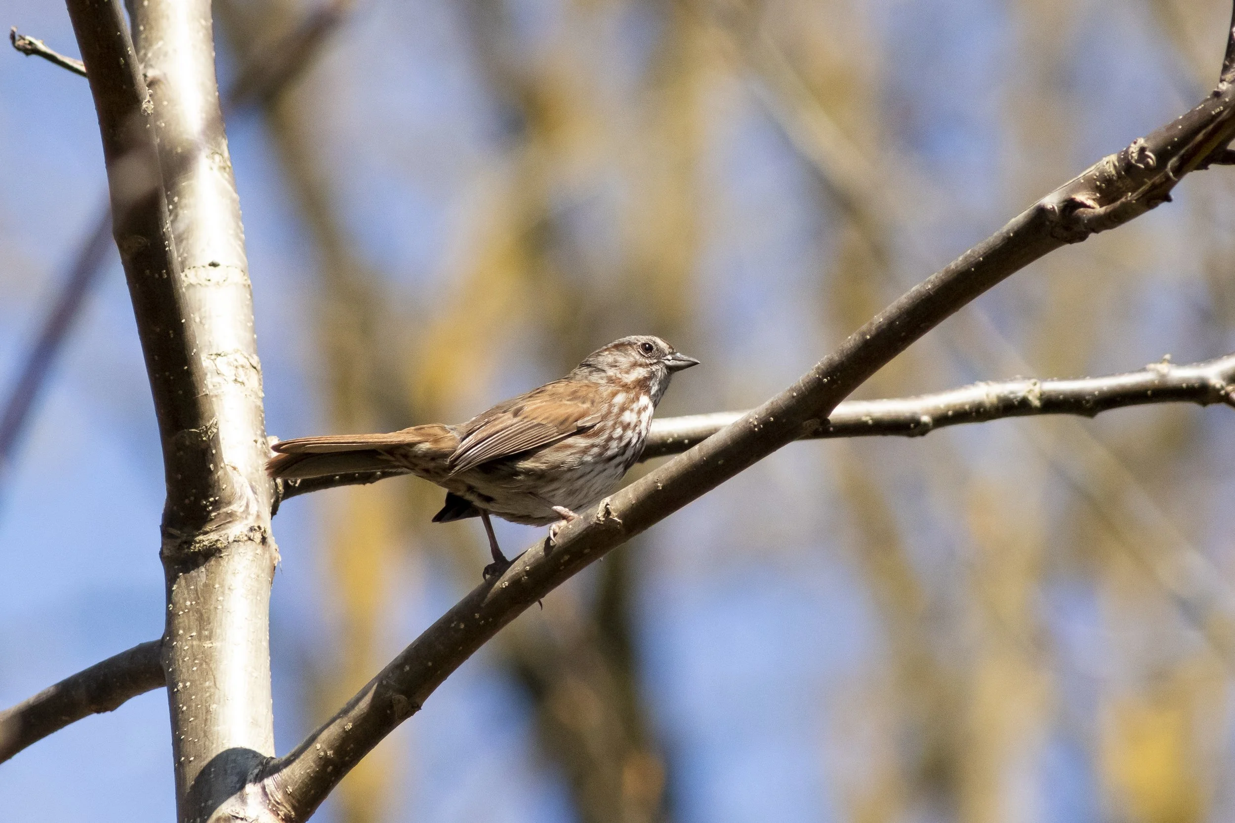 Song Sparrow