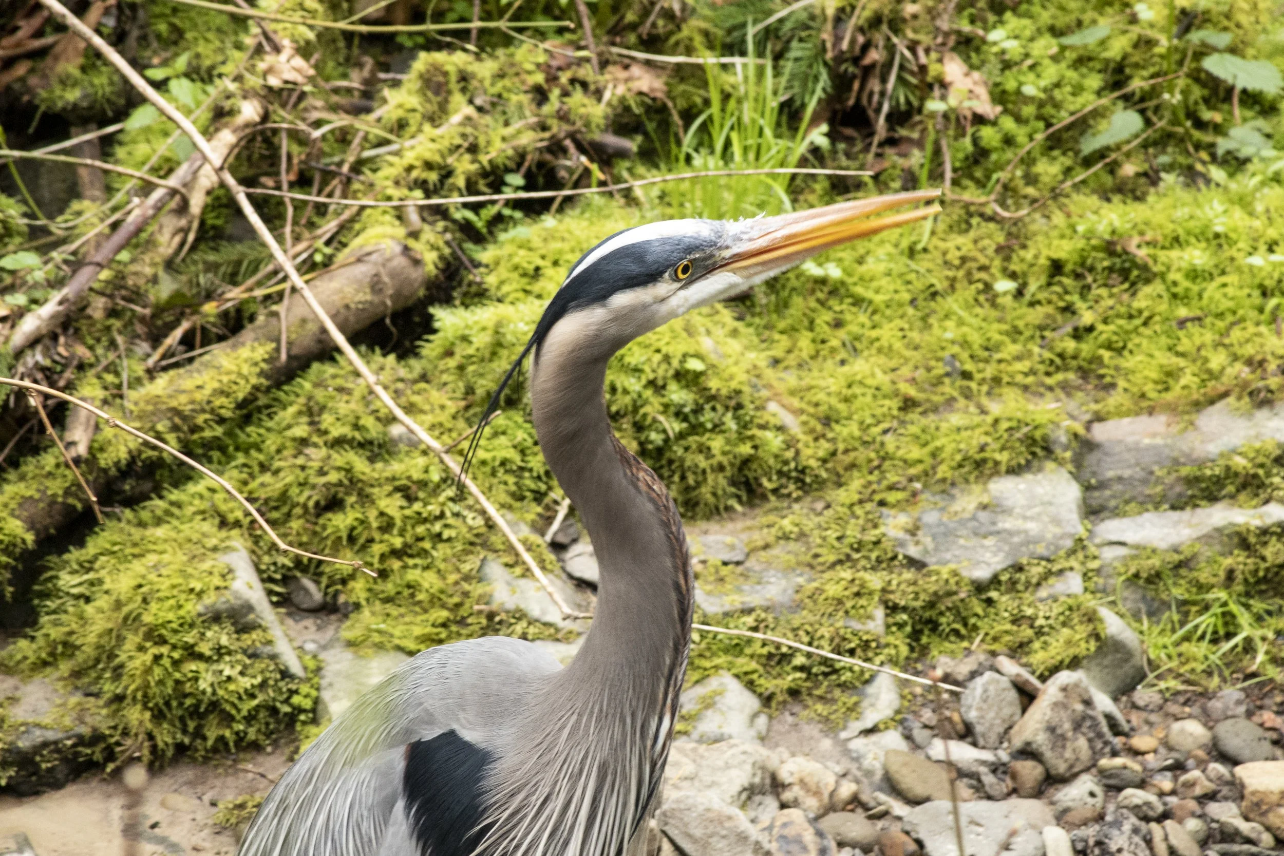 Great Blue Heron