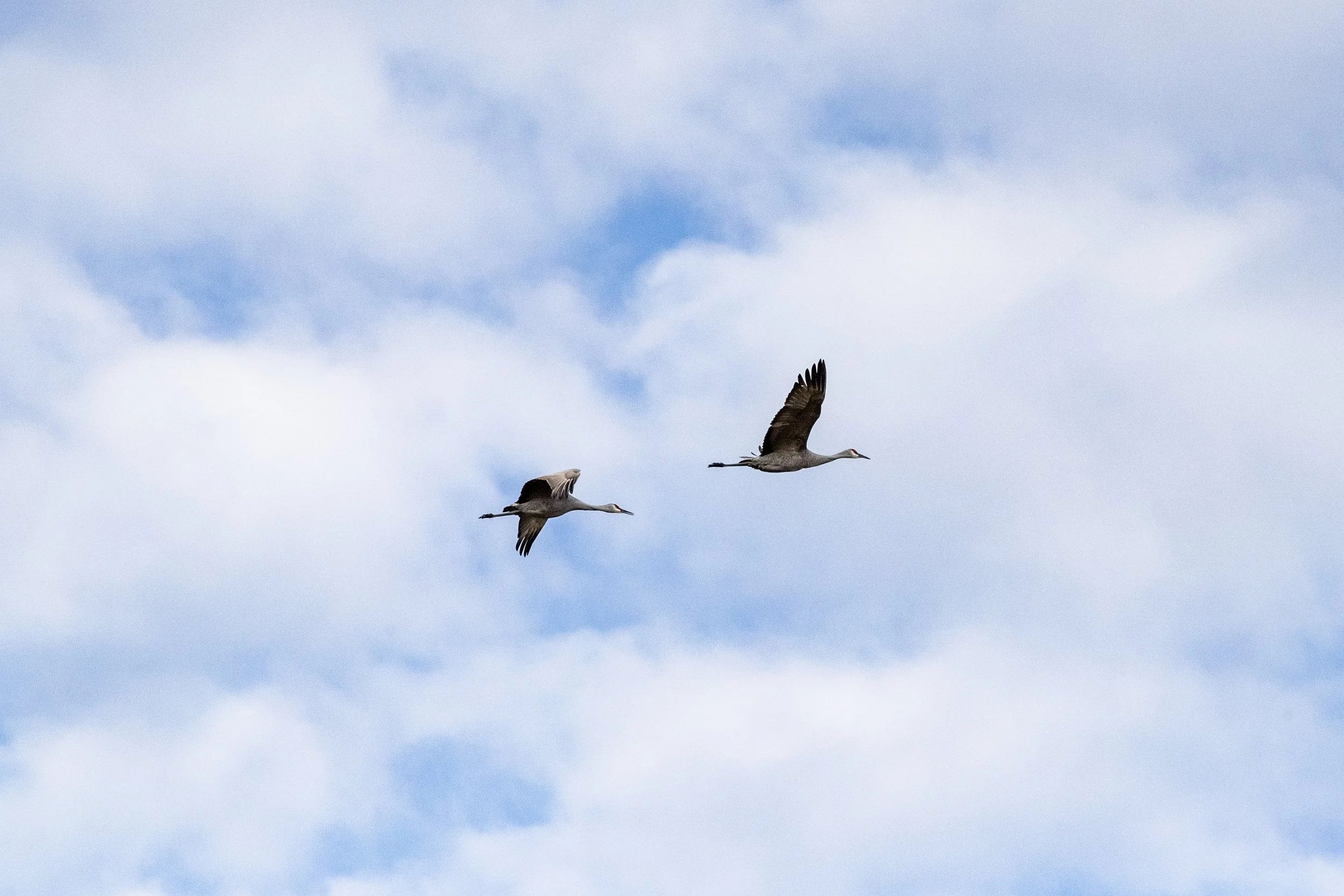 Sandhill Cranes in Flight