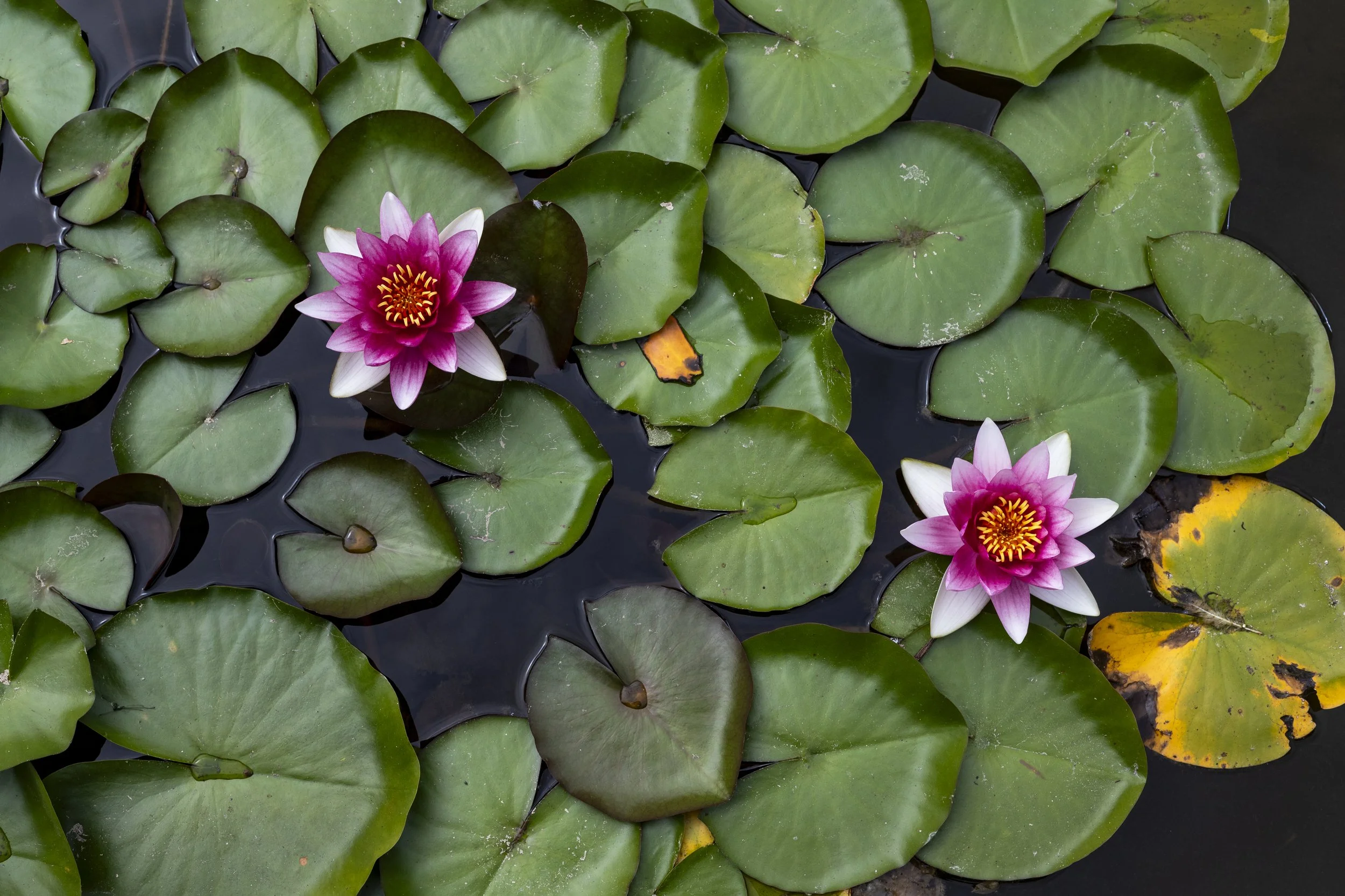 Water Lilies