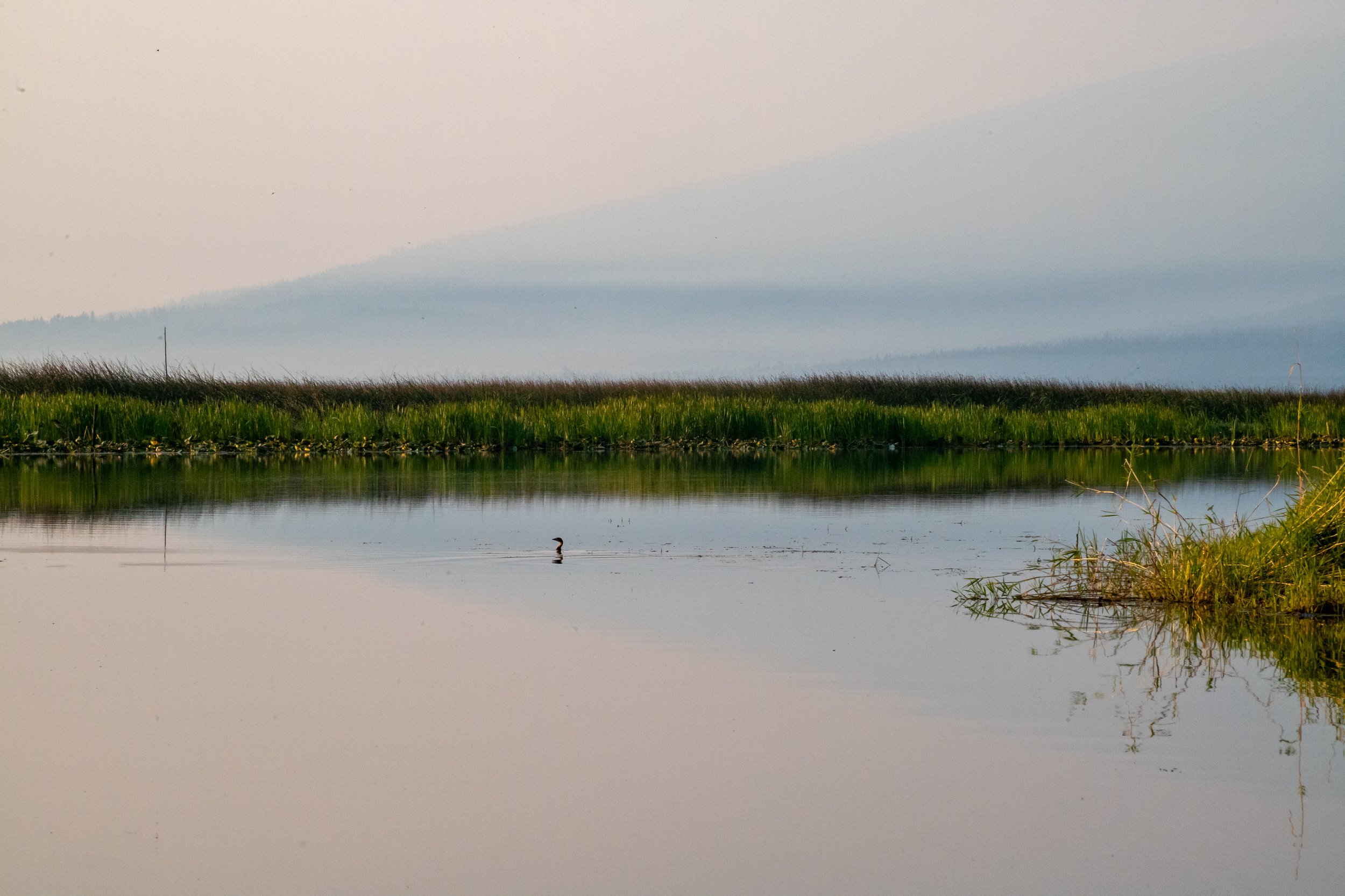 Lone Grebe