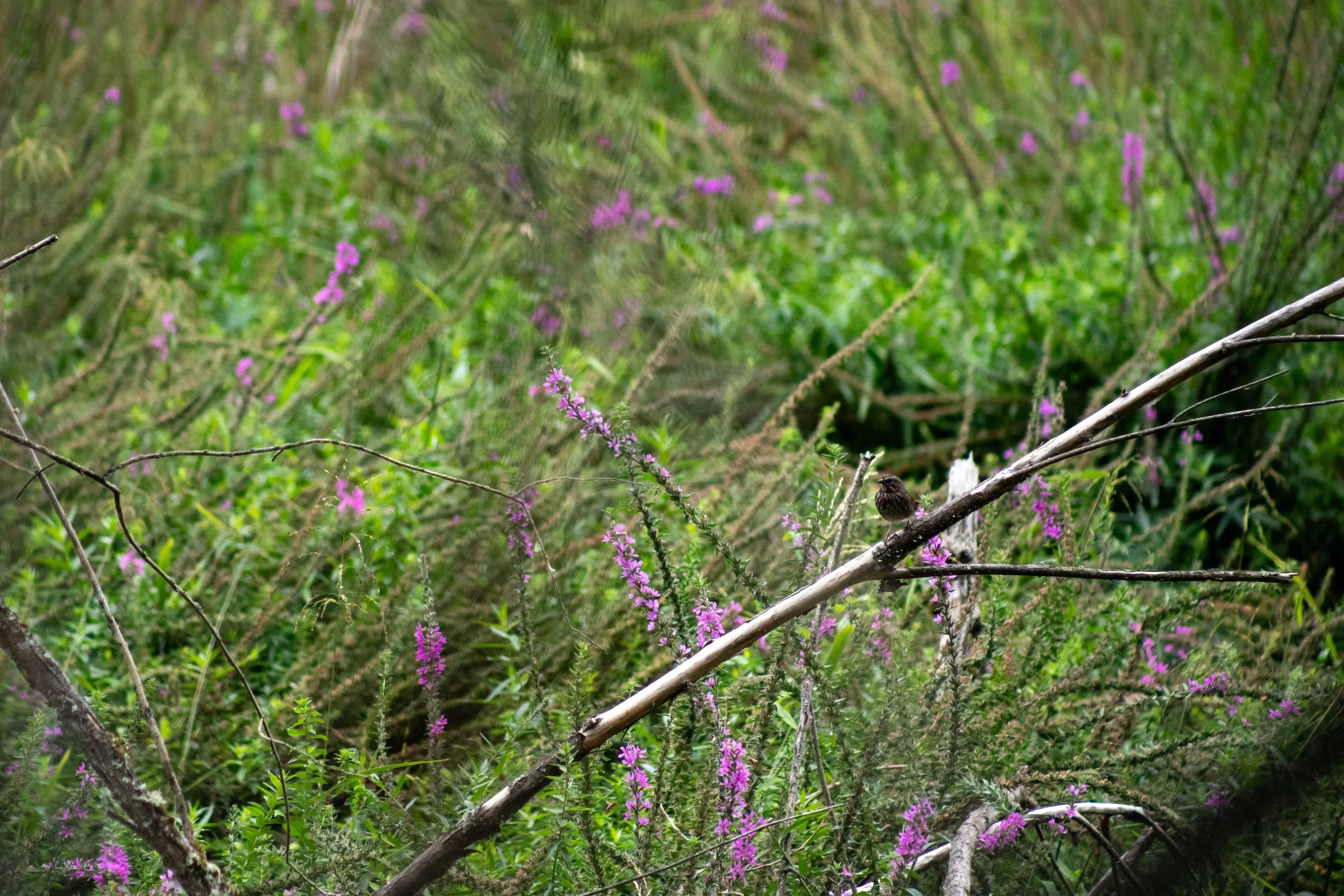 Sparrow in the Loosestrife