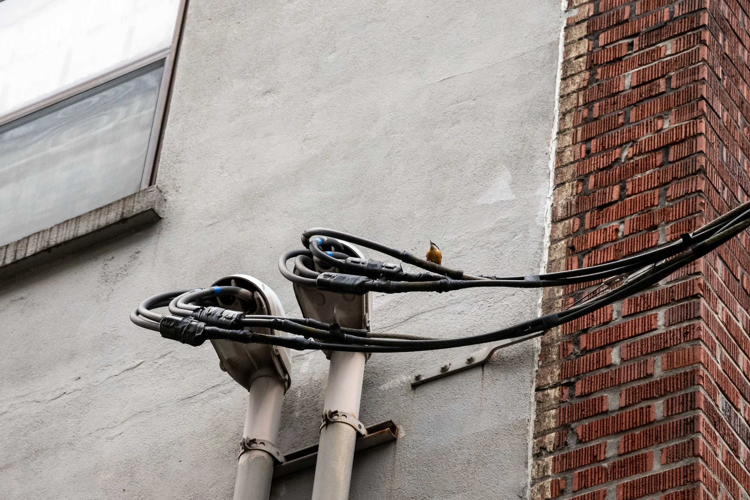 Red-Breasted Nuthatch