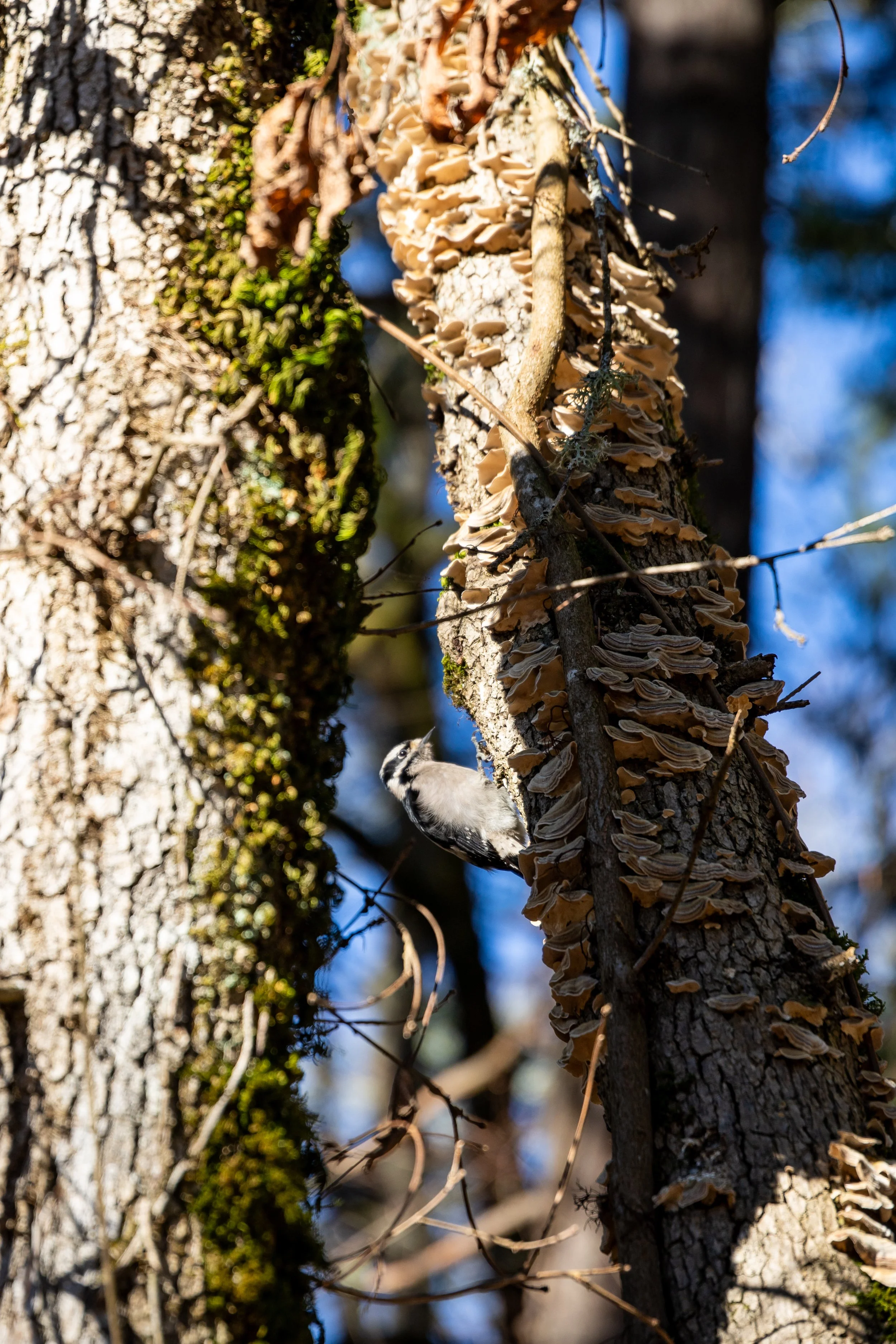 Downy Woodpecker