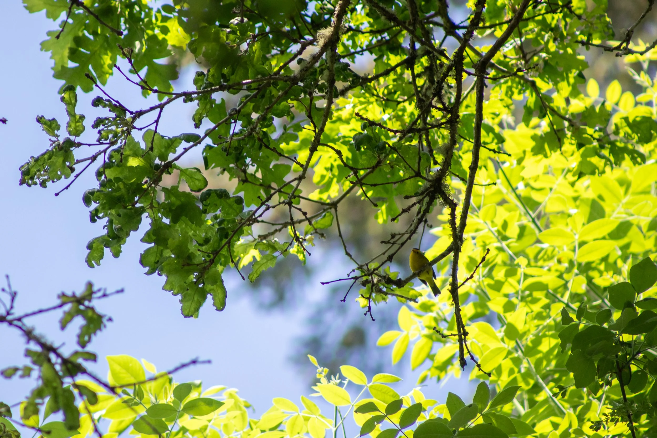 Wilson's Warbler