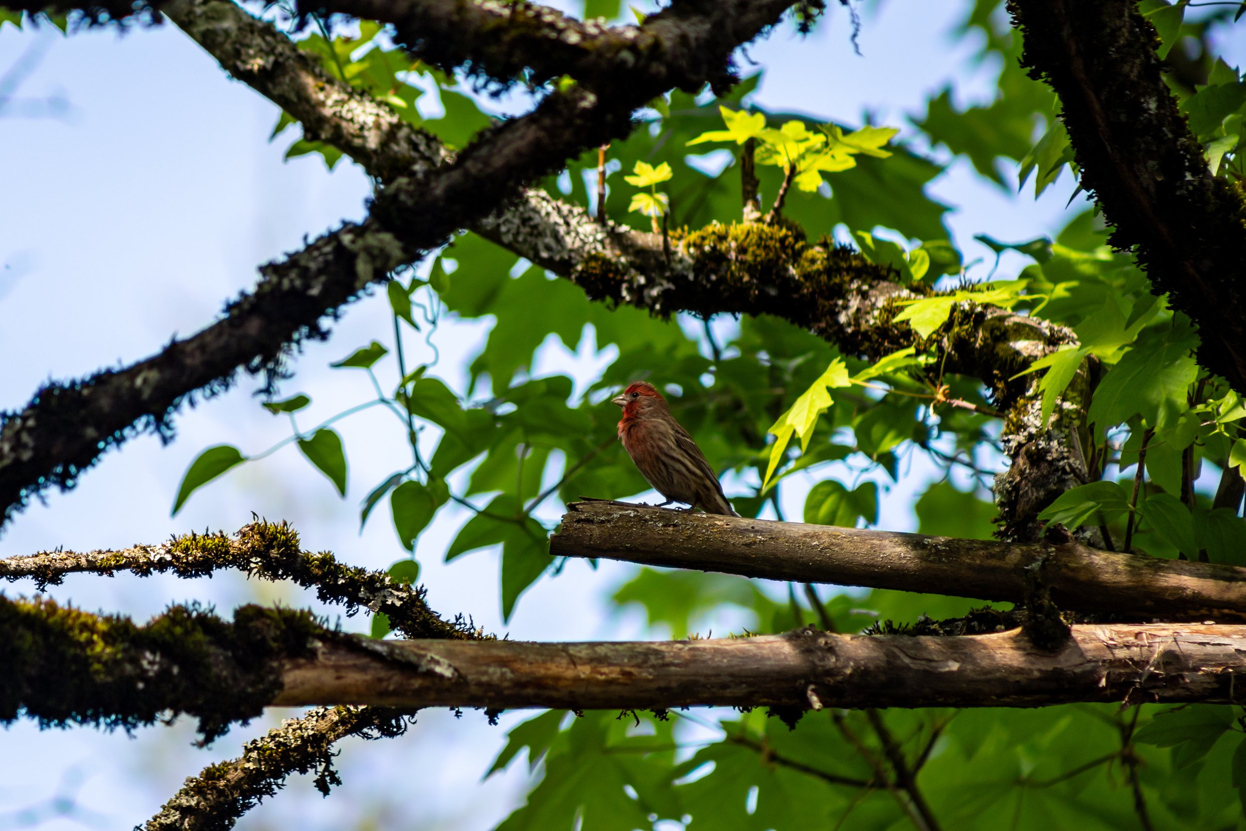 House Finch