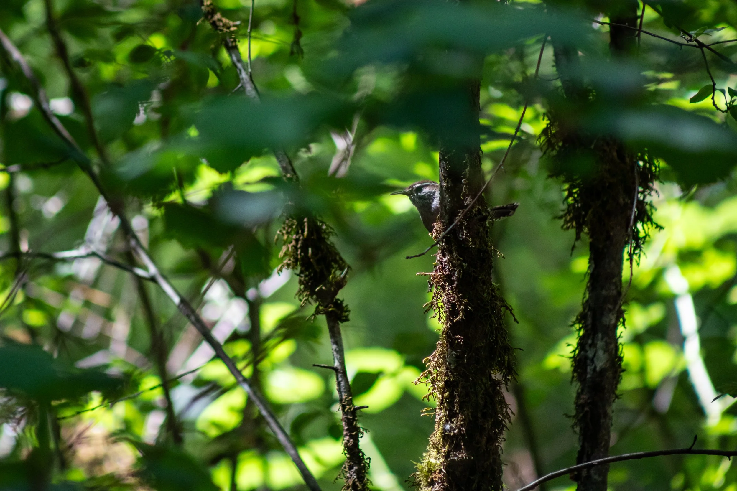 Bewick's wren