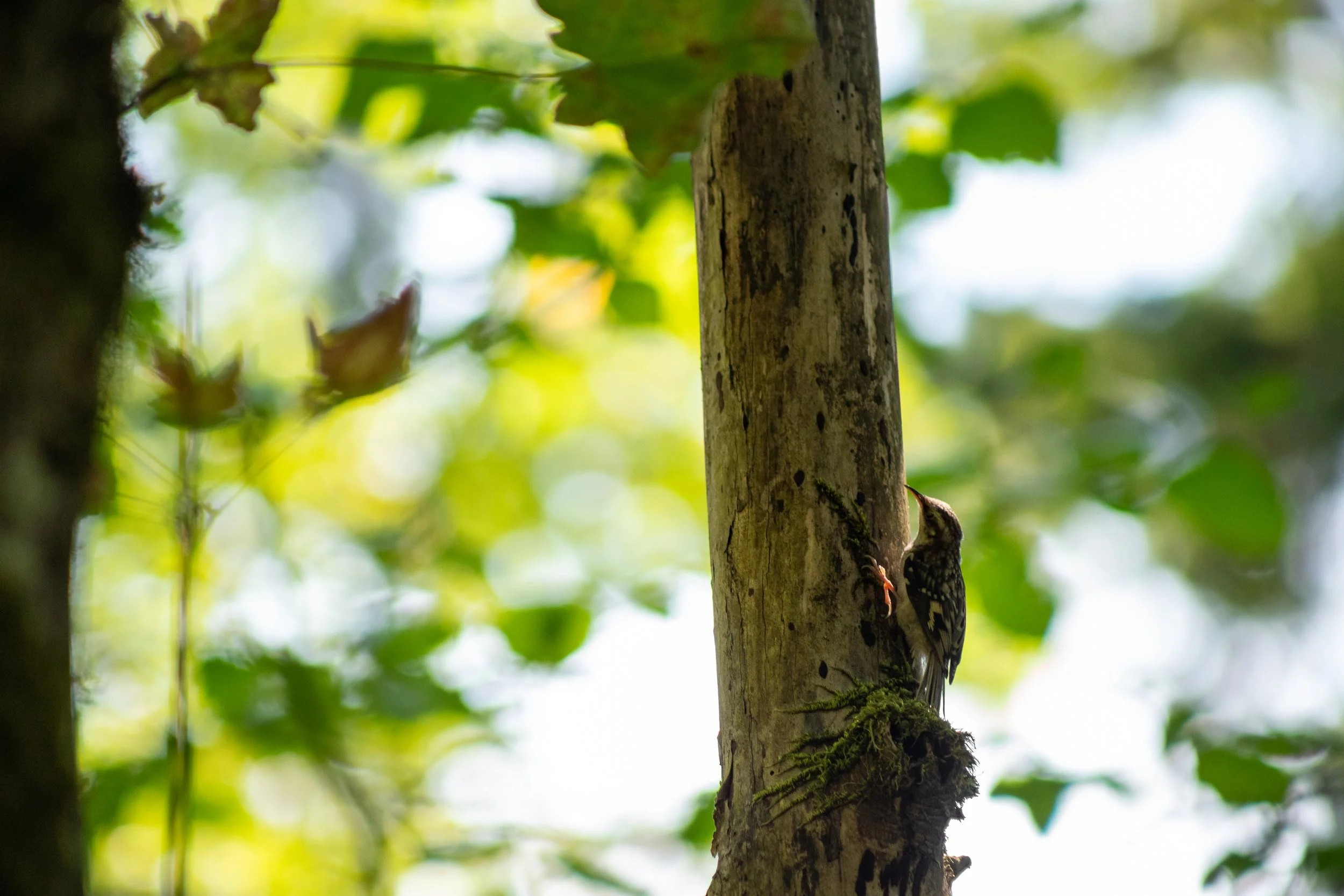 Brown Creeper