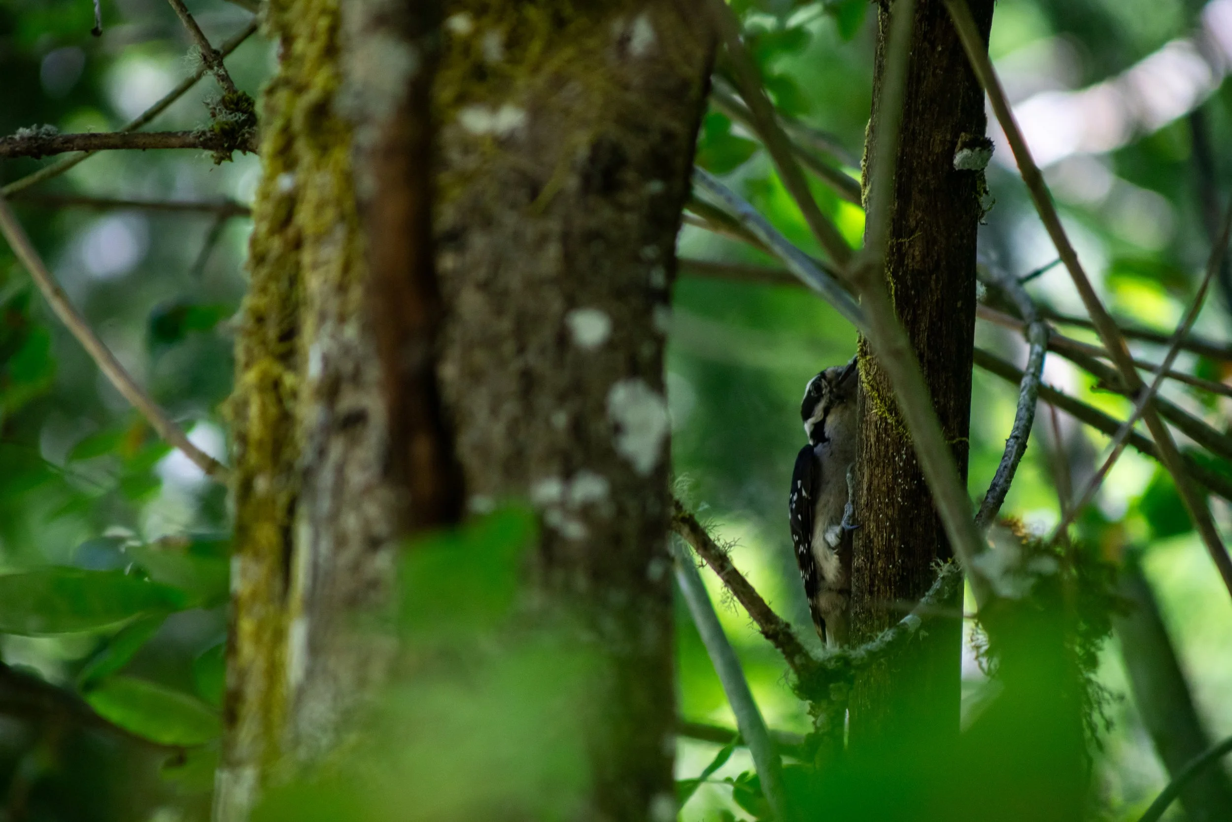 Downy Woodpecker
