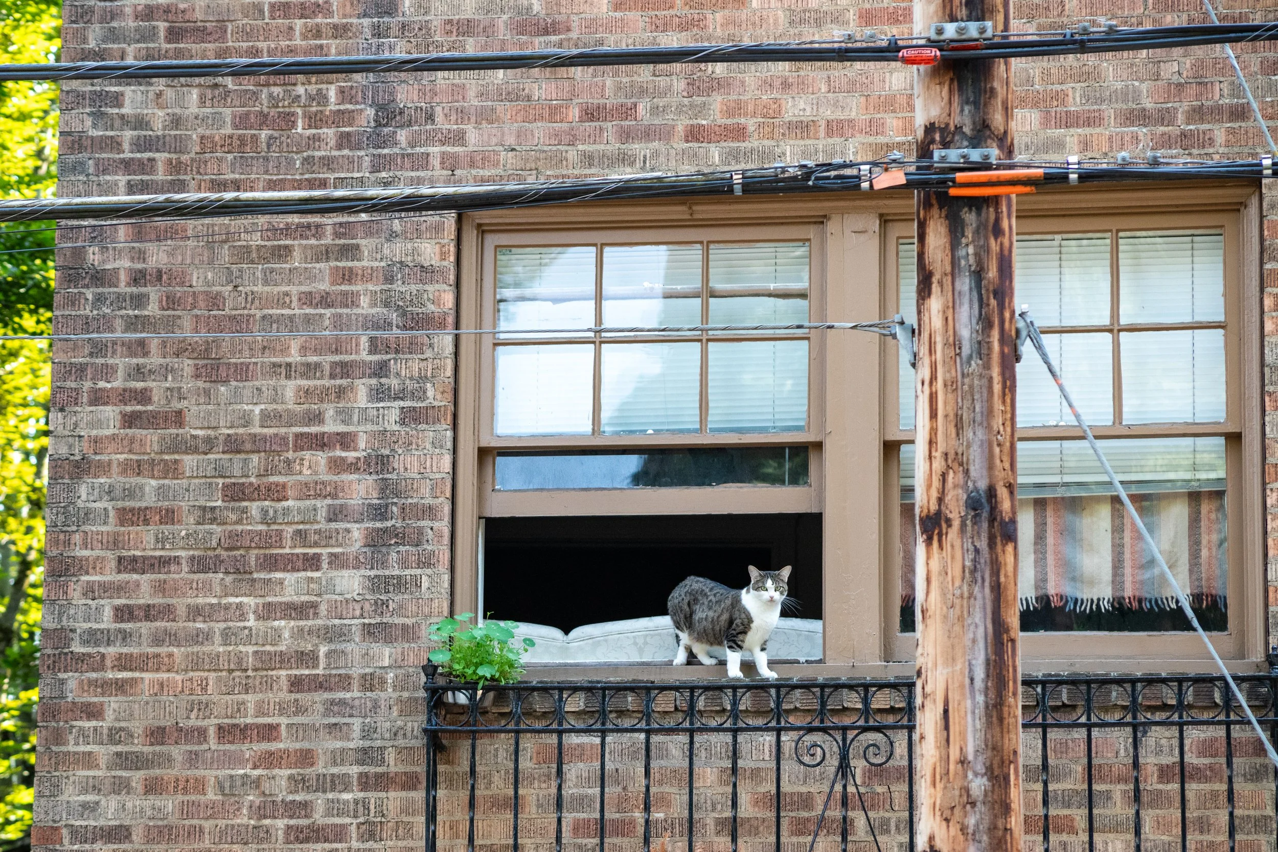 Nosy Neighbor