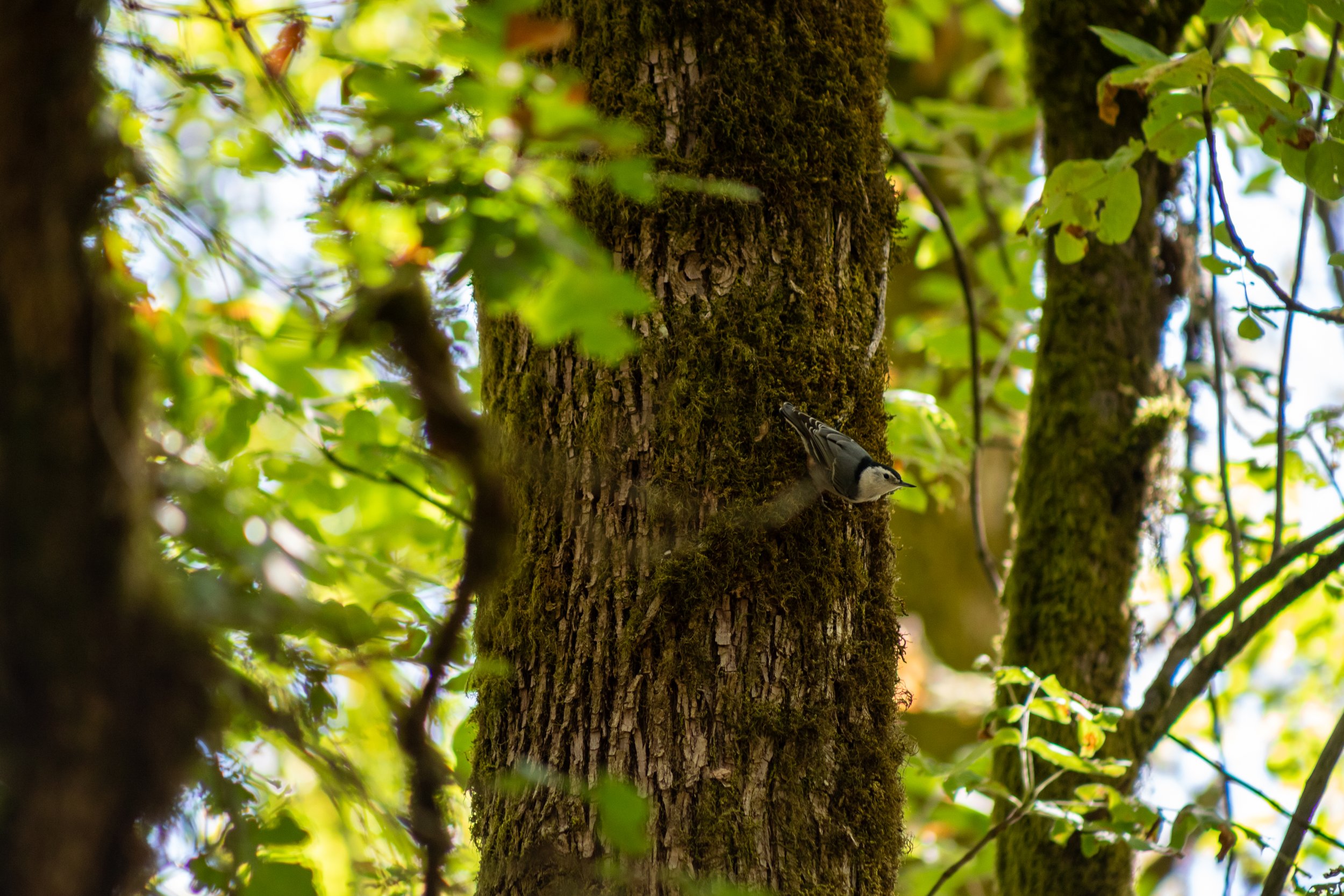 White-Breasted Nuthatch