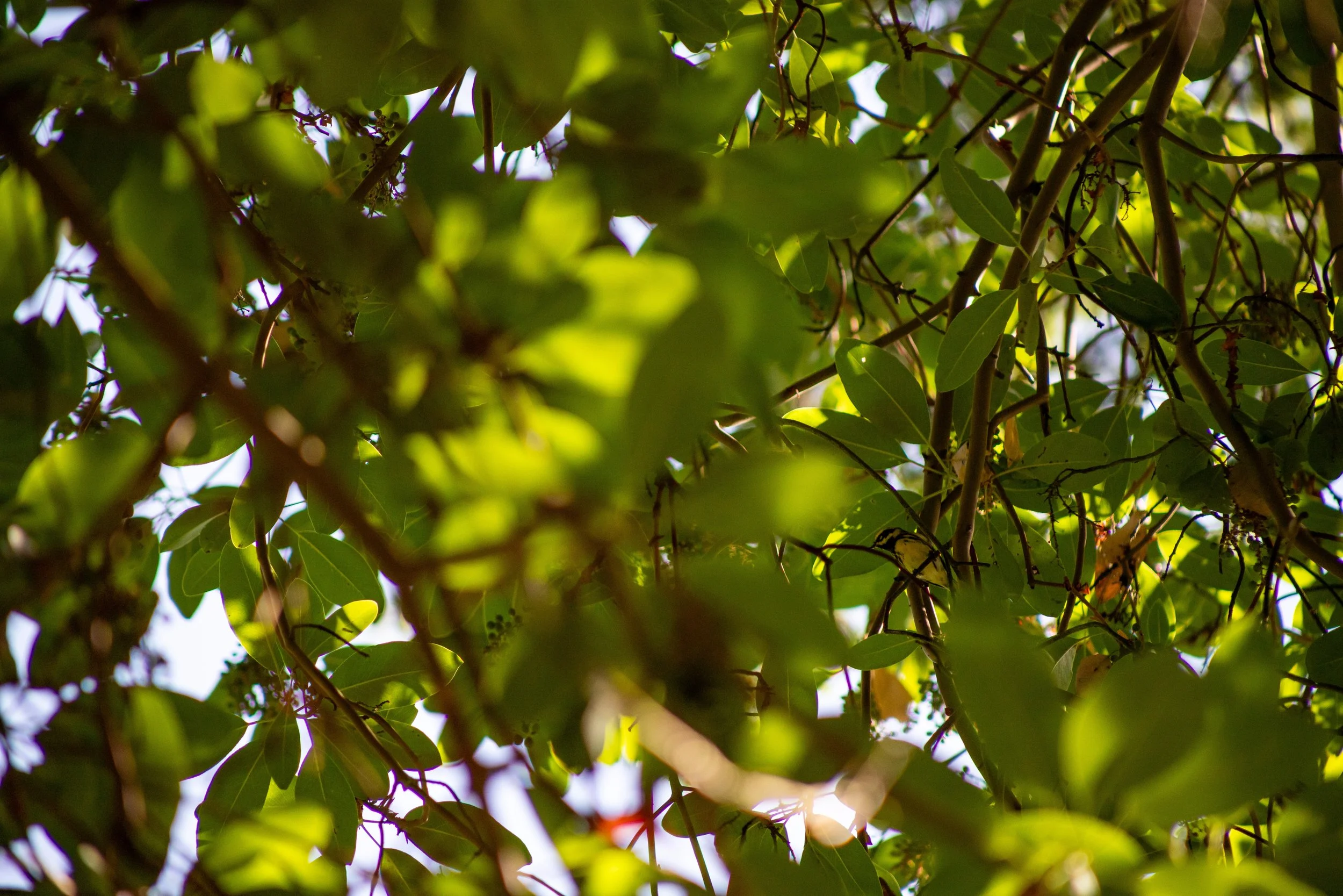 Townsend's Warbler