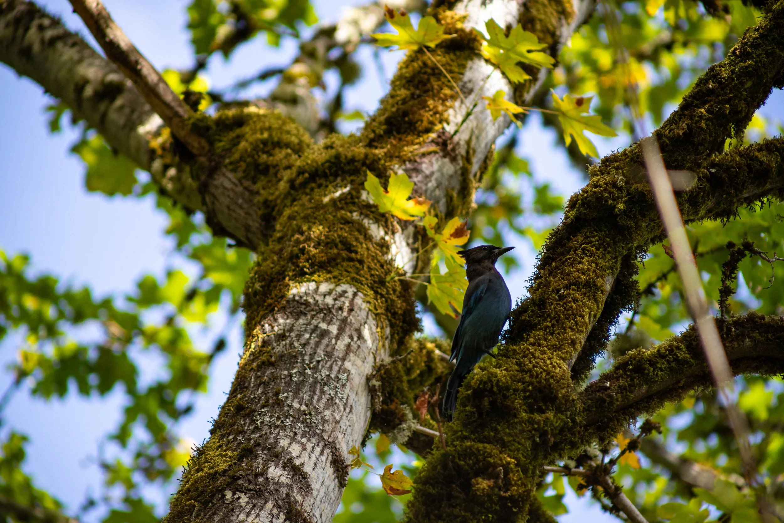 Steller's Jay