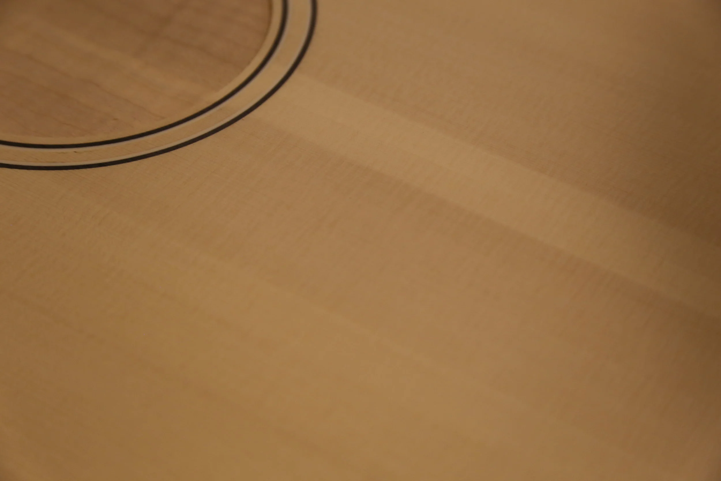 Engelmann Spruce.JPG