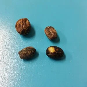 Dried Cherry.jpg