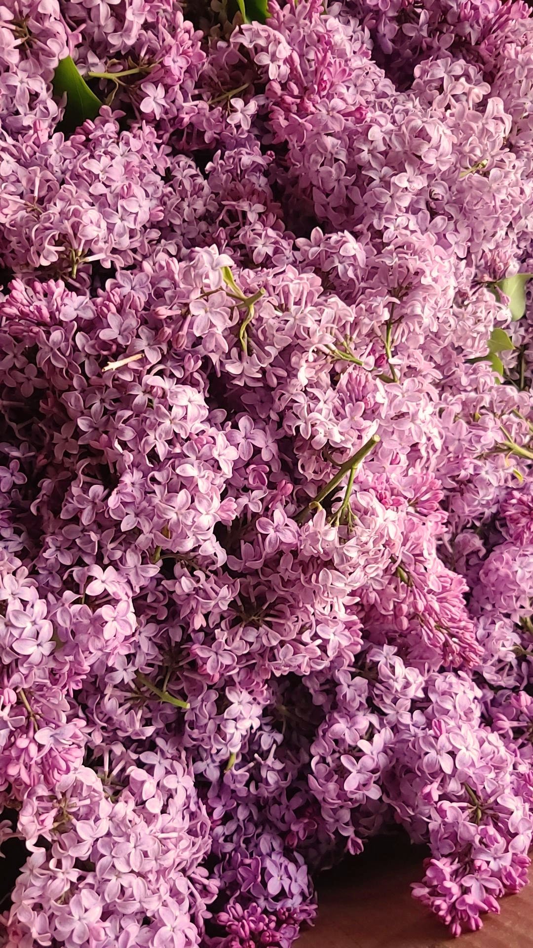lilacs2023.jpg